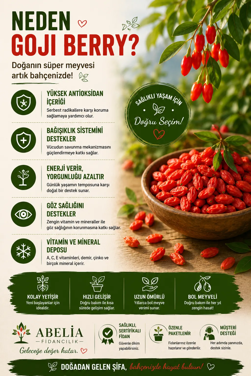  Kırmızı Kurt Üzümü Fidanı - Red Gojiberry - Görsel 3