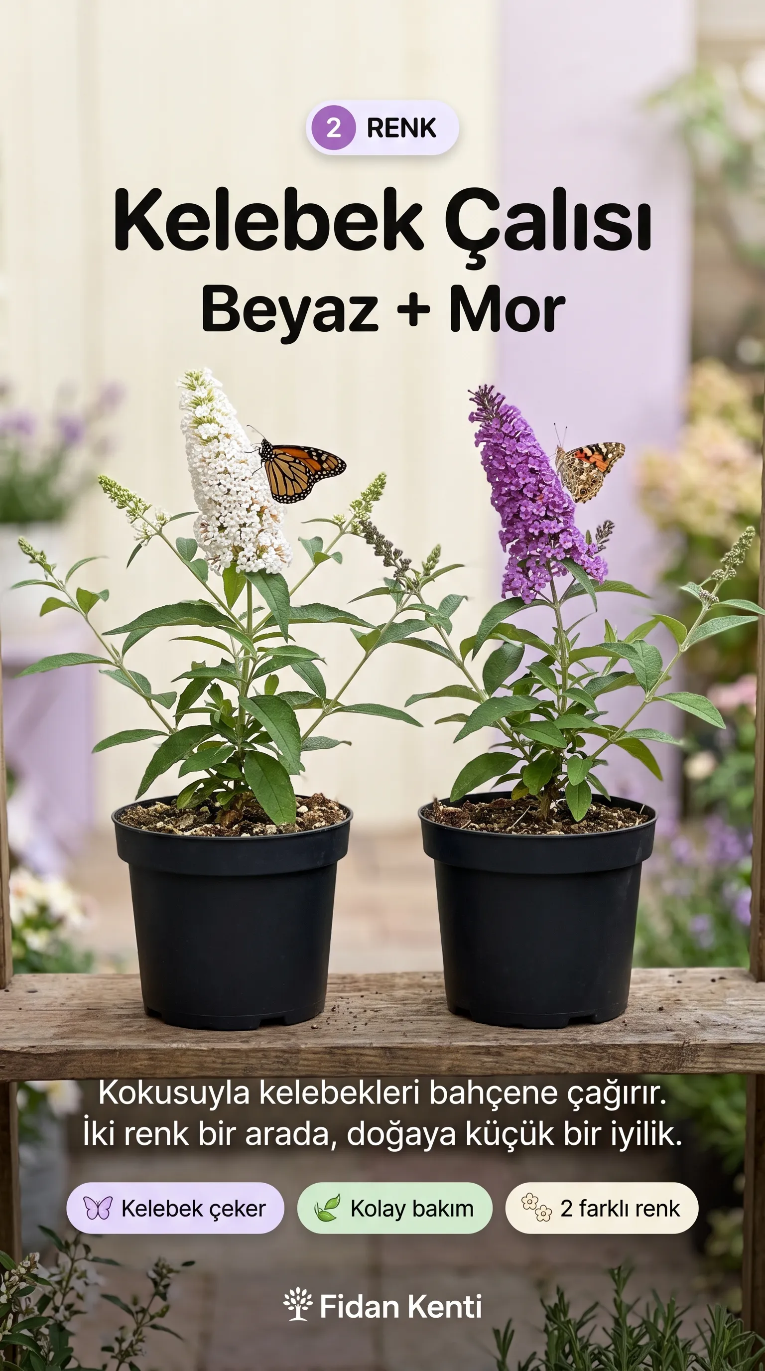 5'li Çiçek Seti + Oya Hediye - Görsel 4