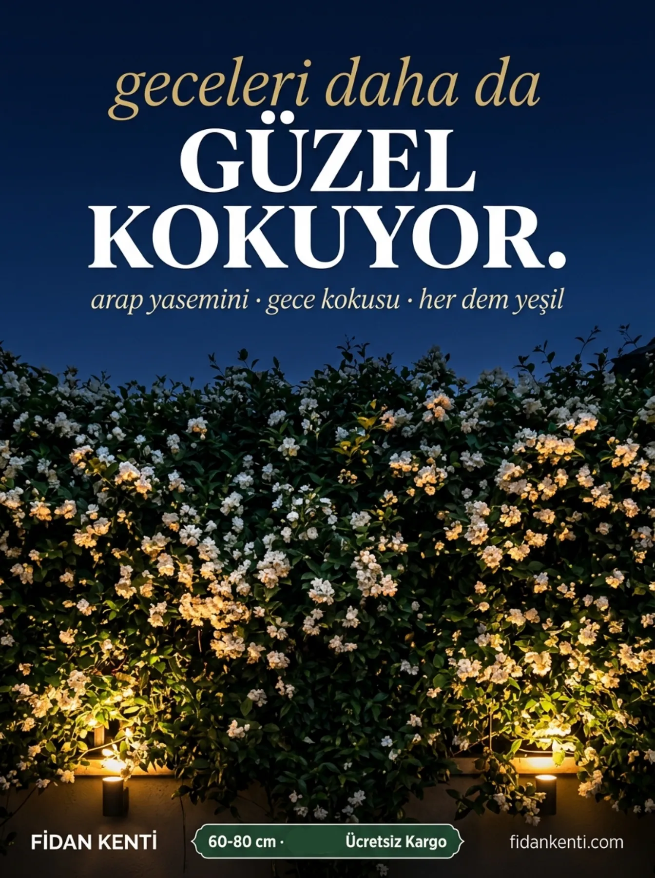 Arap Yasemini Fidanı  - Görsel 6