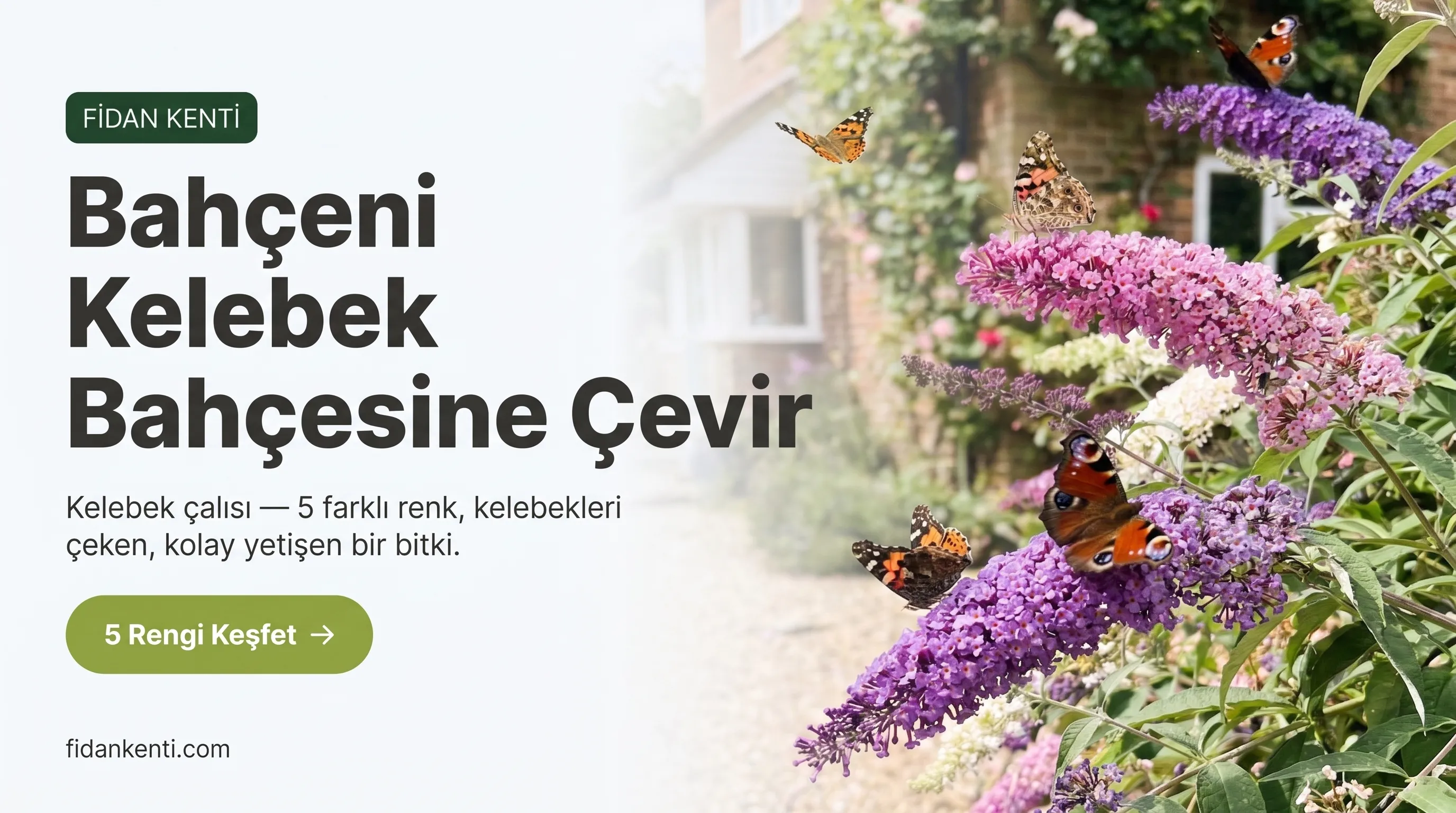 KELEBEK ÇALISI ÇİÇEĞİ - Görsel 1
