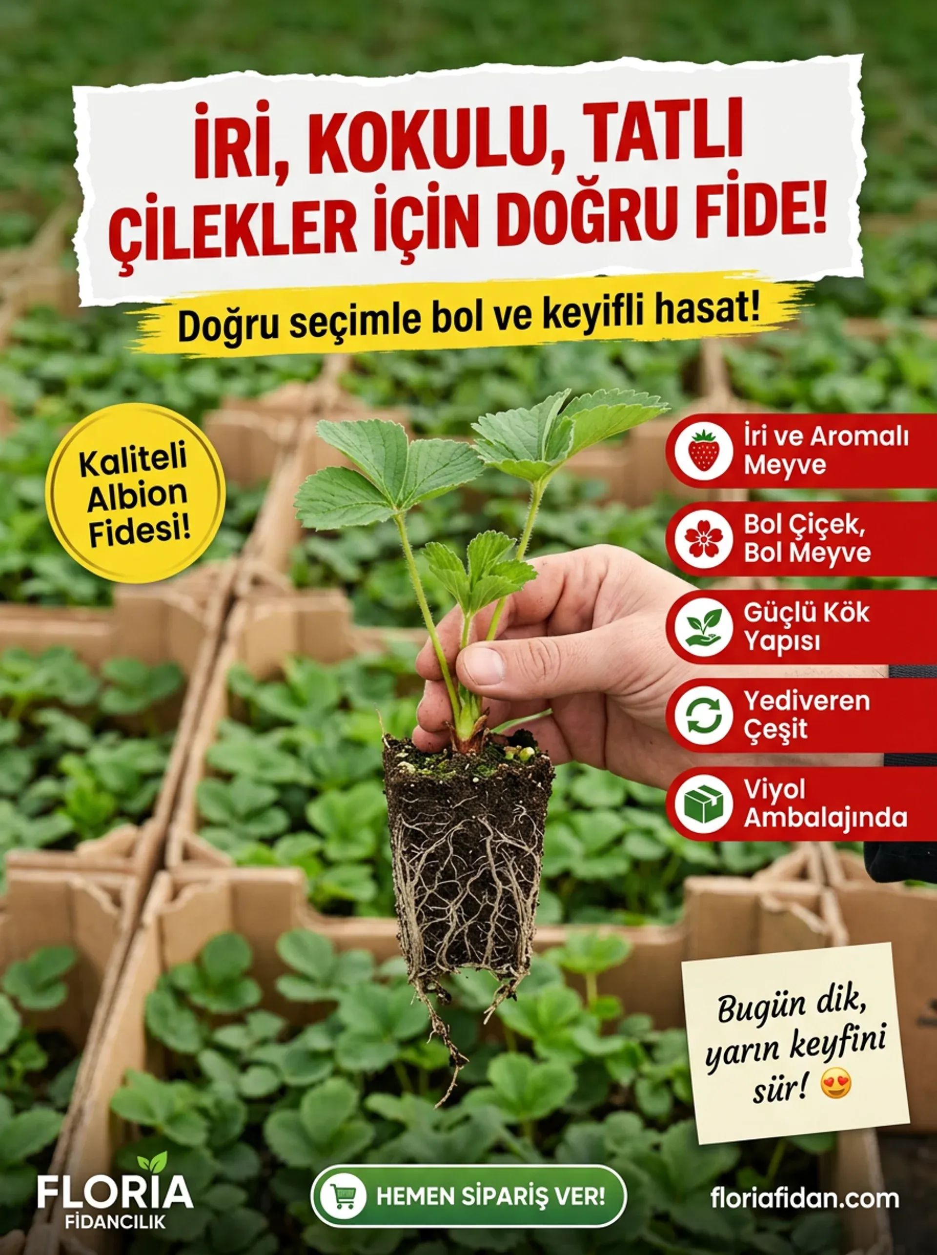 ALBİON YEDİVEREN ÇİLEK FİDESİ  - Görsel 5