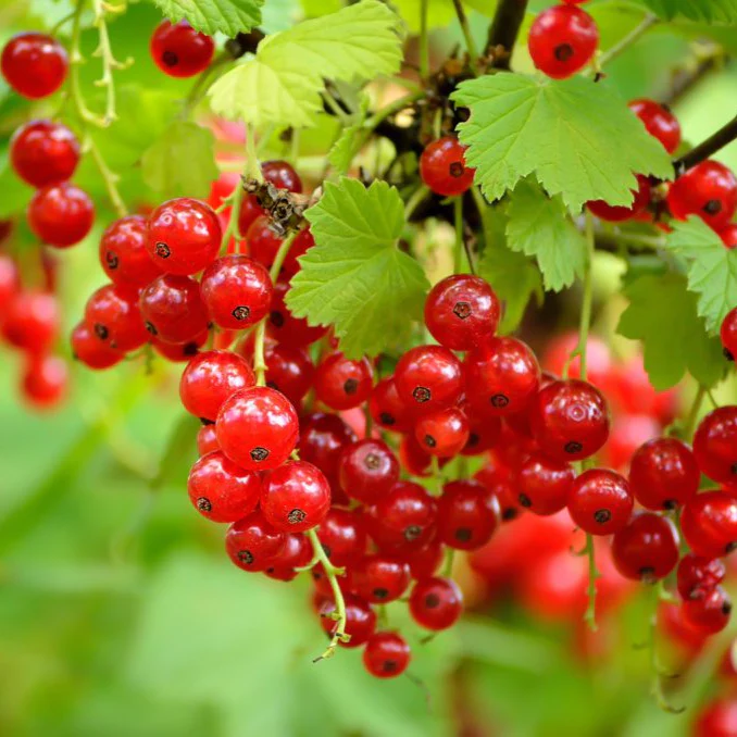 Frenk Üzümü Fidanı - Redcurrant Sapling