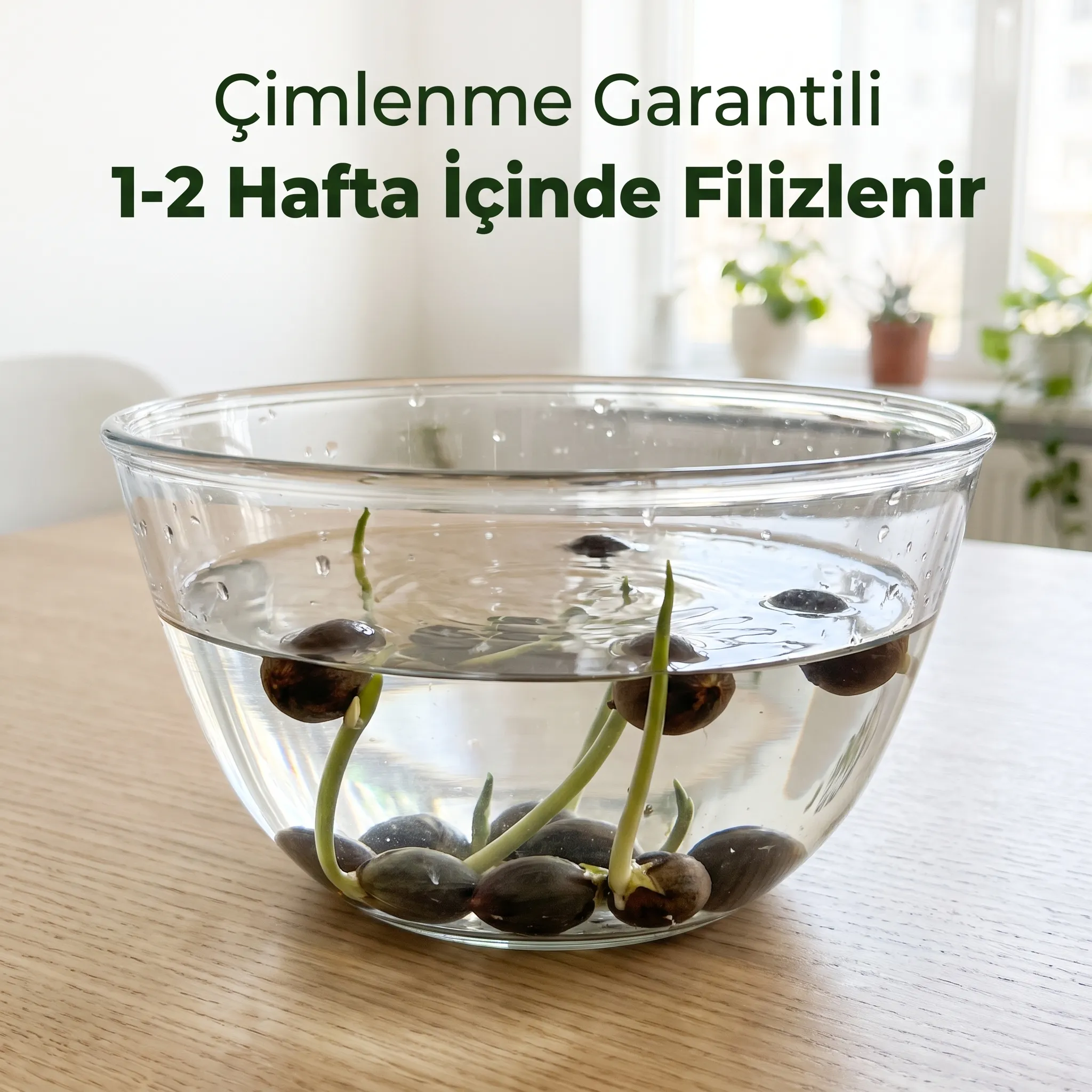 Lotus Çiçeği Yetiştirme Kiti - Görsel 3
