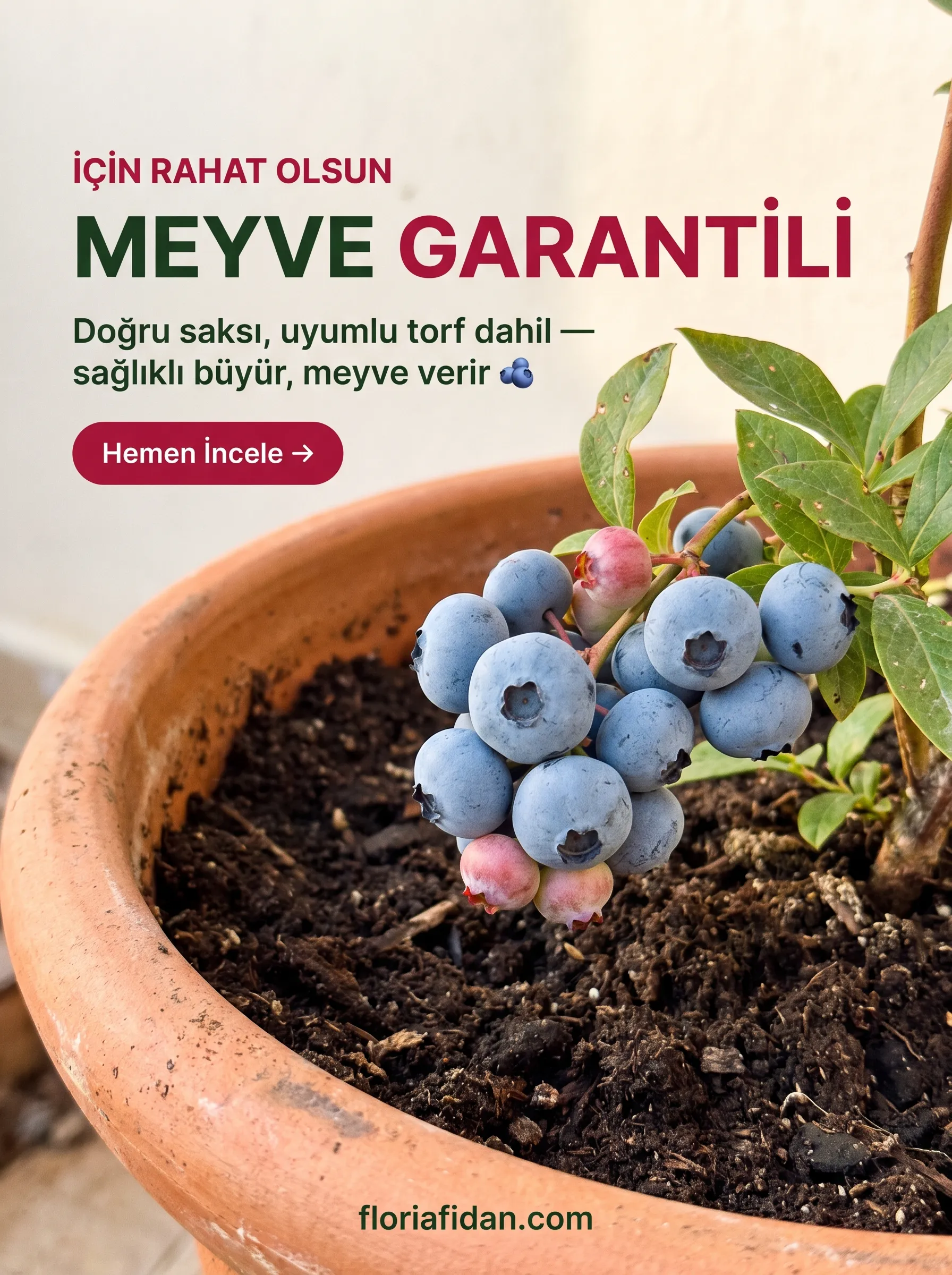 YABAN MERSİNİ YETİŞTİRME SETİ  - Görsel 4