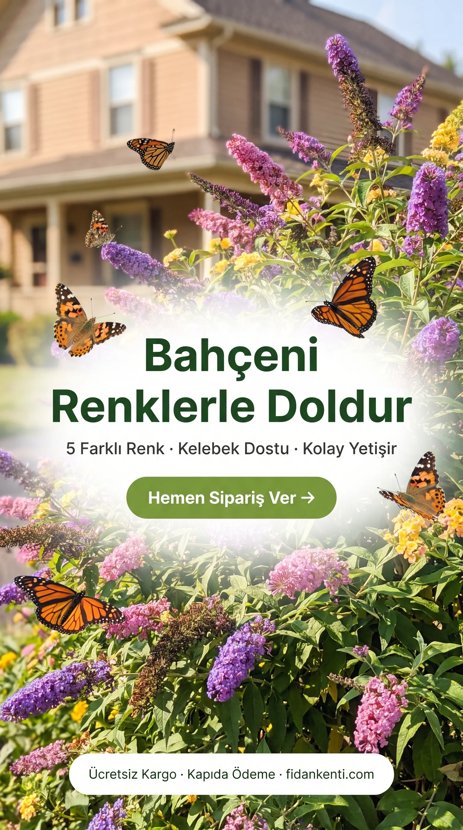 KELEBEK ÇALISI ÇİÇEĞİ - Görsel 6