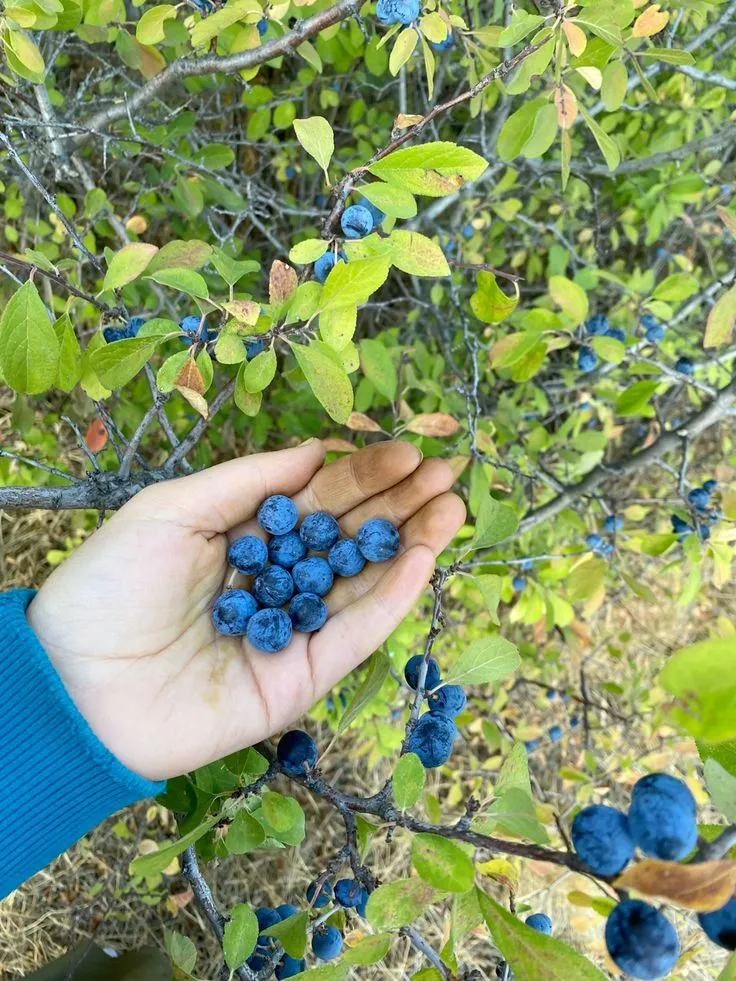 Ürün fotoğrafı