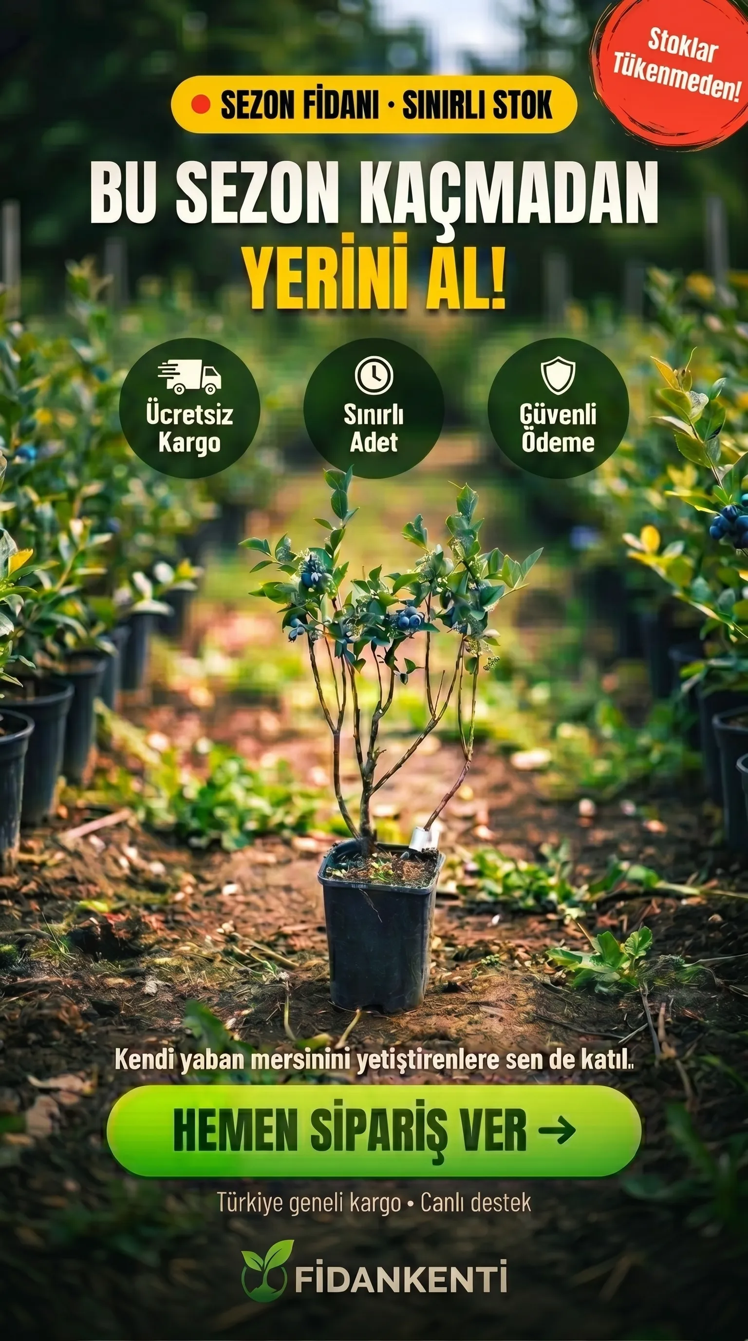 3 YAŞ YABAN MERSİNİ FİDANI - Görsel 8