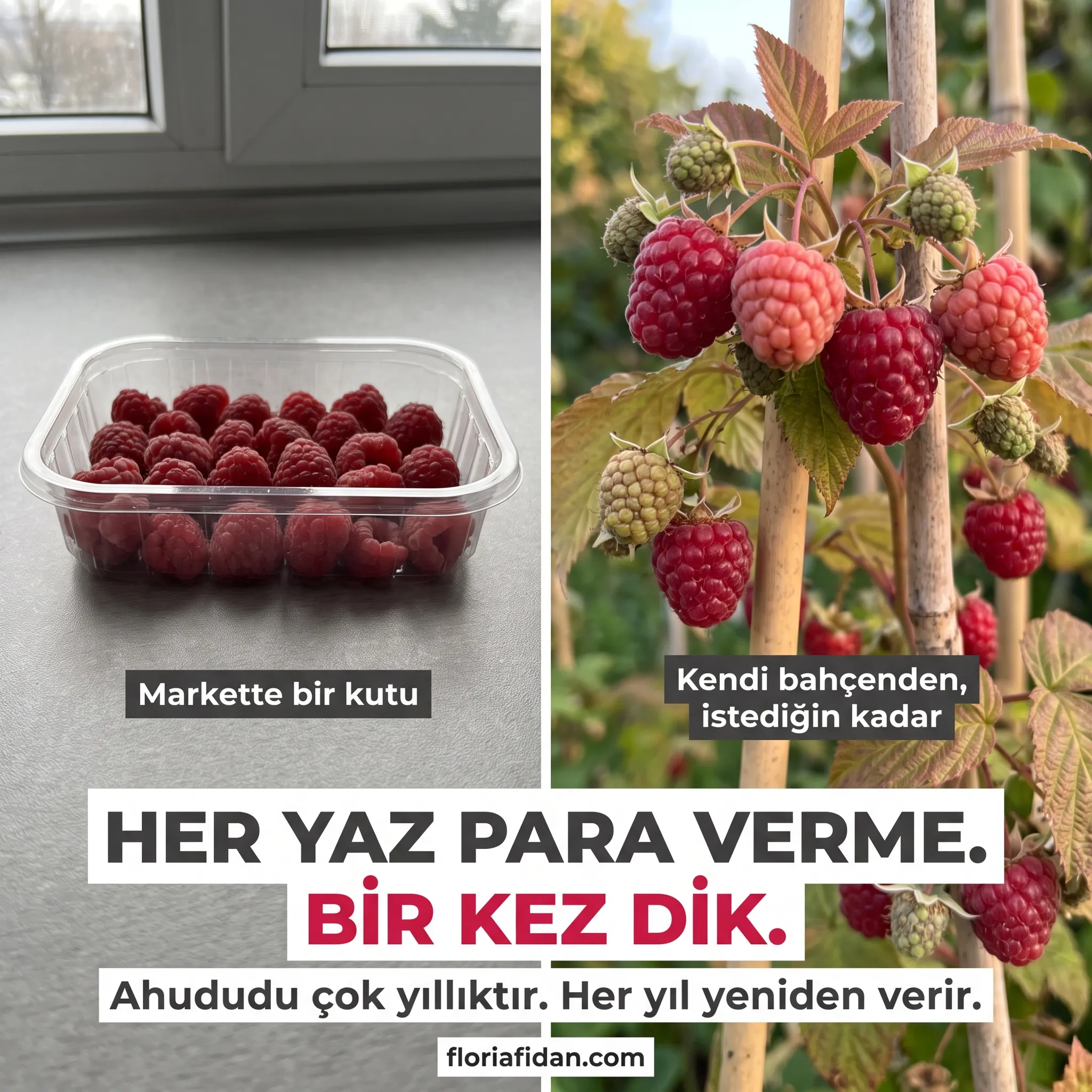 Ahududu (Frambuaz) Fidanı - Görsel 4
