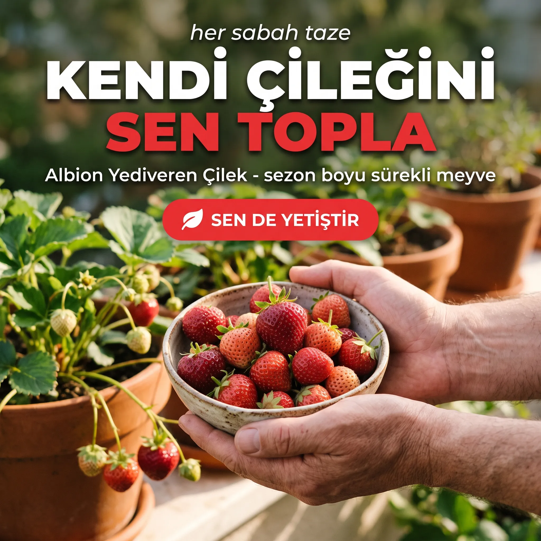 ALBİON YEDİVEREN ÇİLEK FİDESİ  - Görsel 10