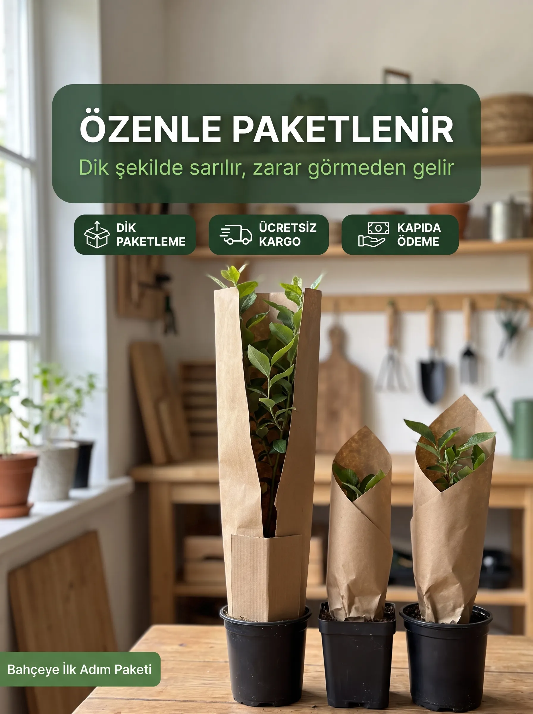 3'lü Bahçeye İlk Adım Paketi (9 adet fidan )  - Görsel 6