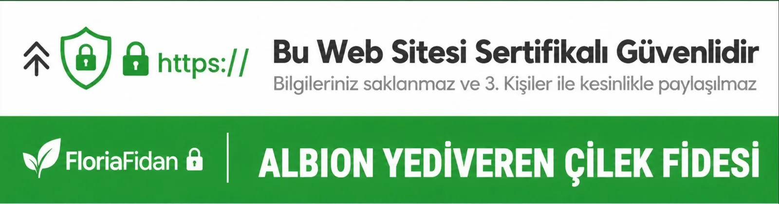 ALBİON YEDİVEREN ÇİLEK FİDESİ  - Görsel 1