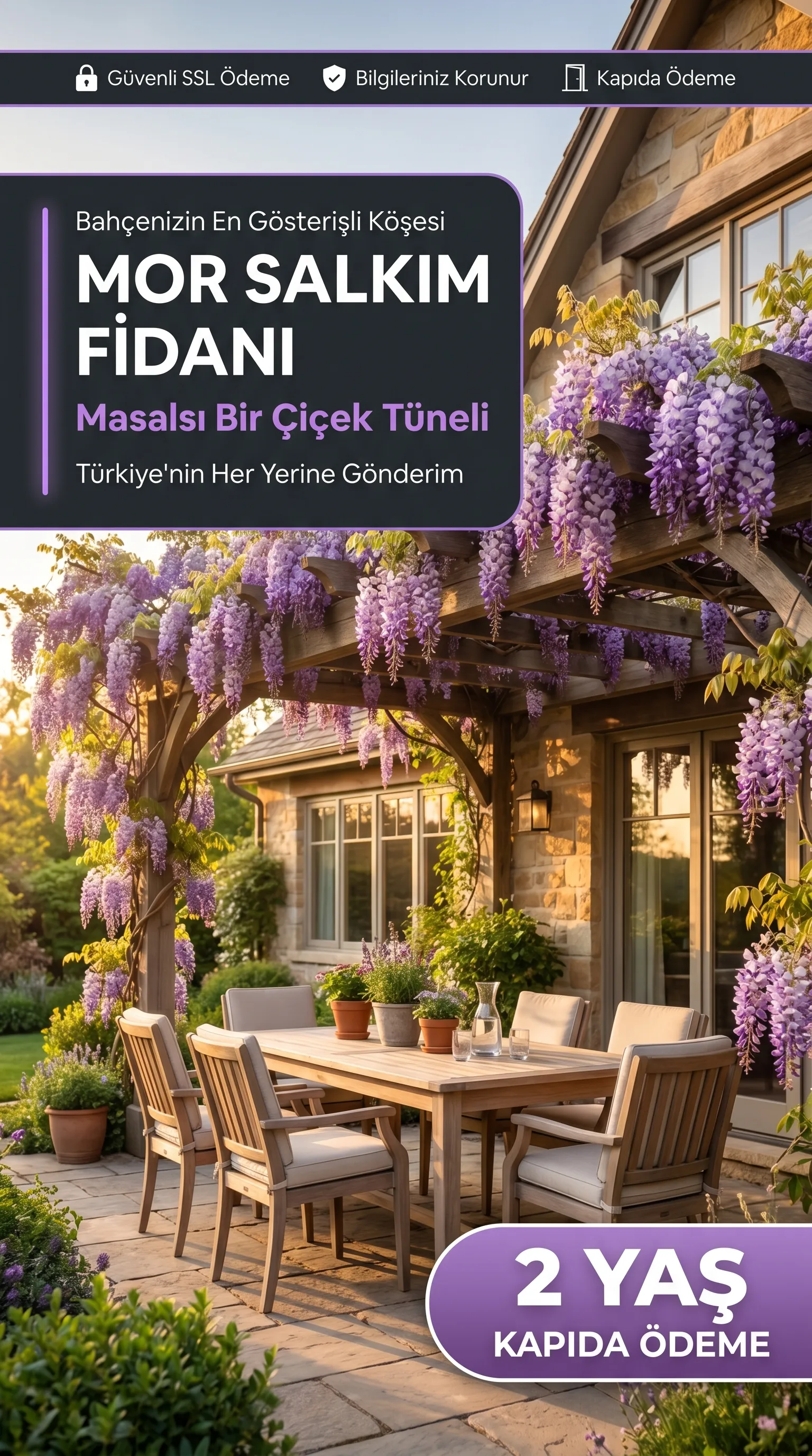 2 Yaş Mor Salkım Fidanı  - Görsel 2