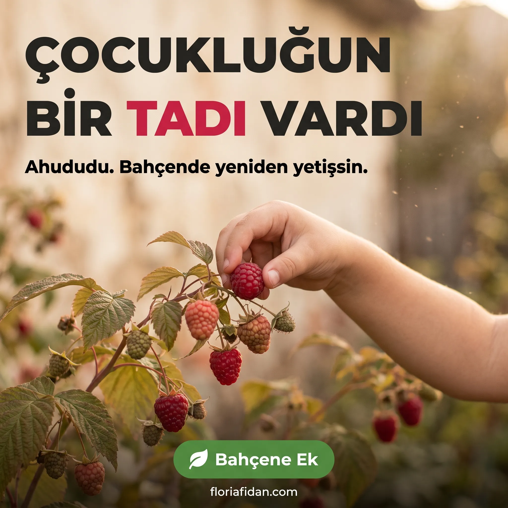 Ahududu (Frambuaz) Fidanı - Görsel 6