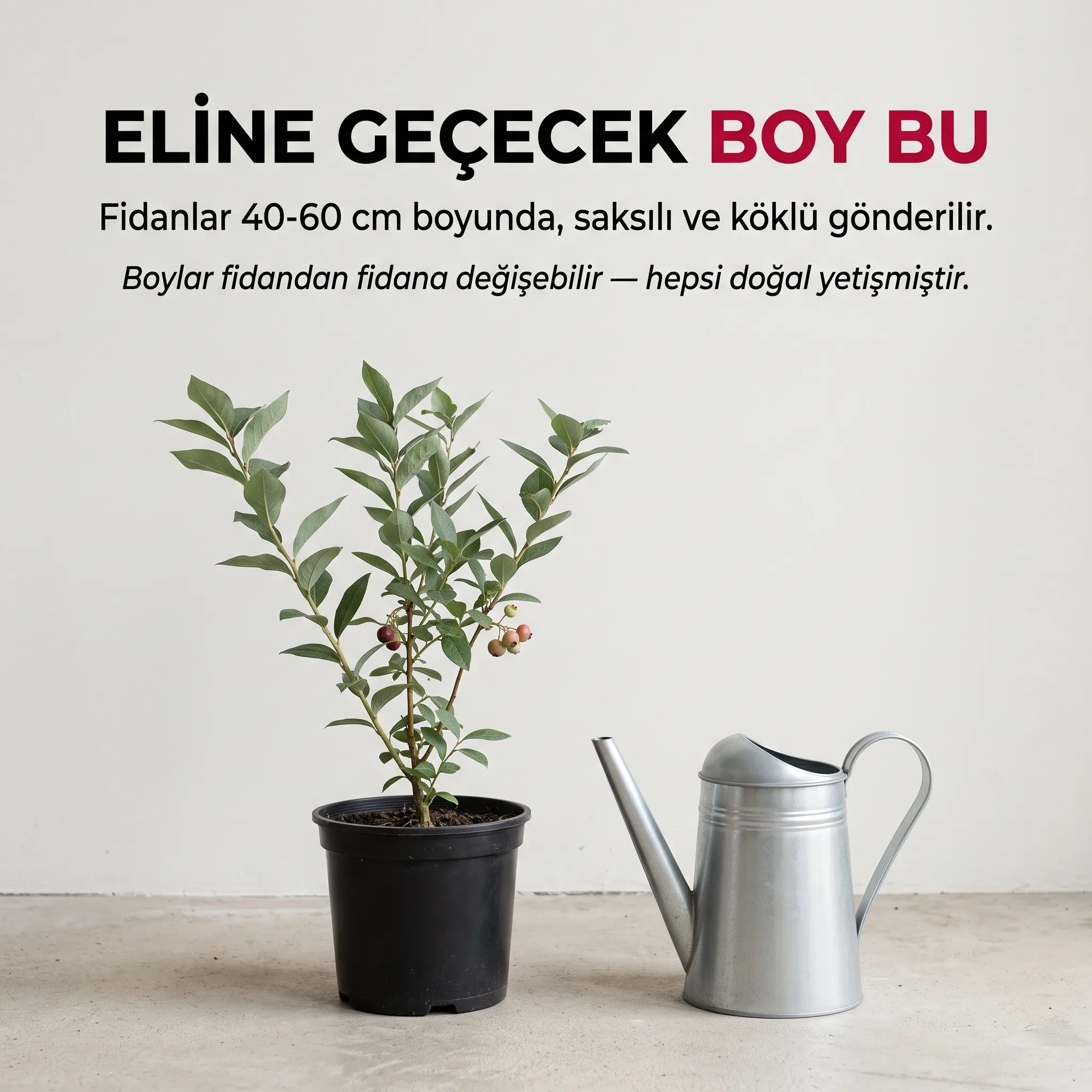 5'Lİ ORMAN MEYVE PAKETİ  - Görsel 3