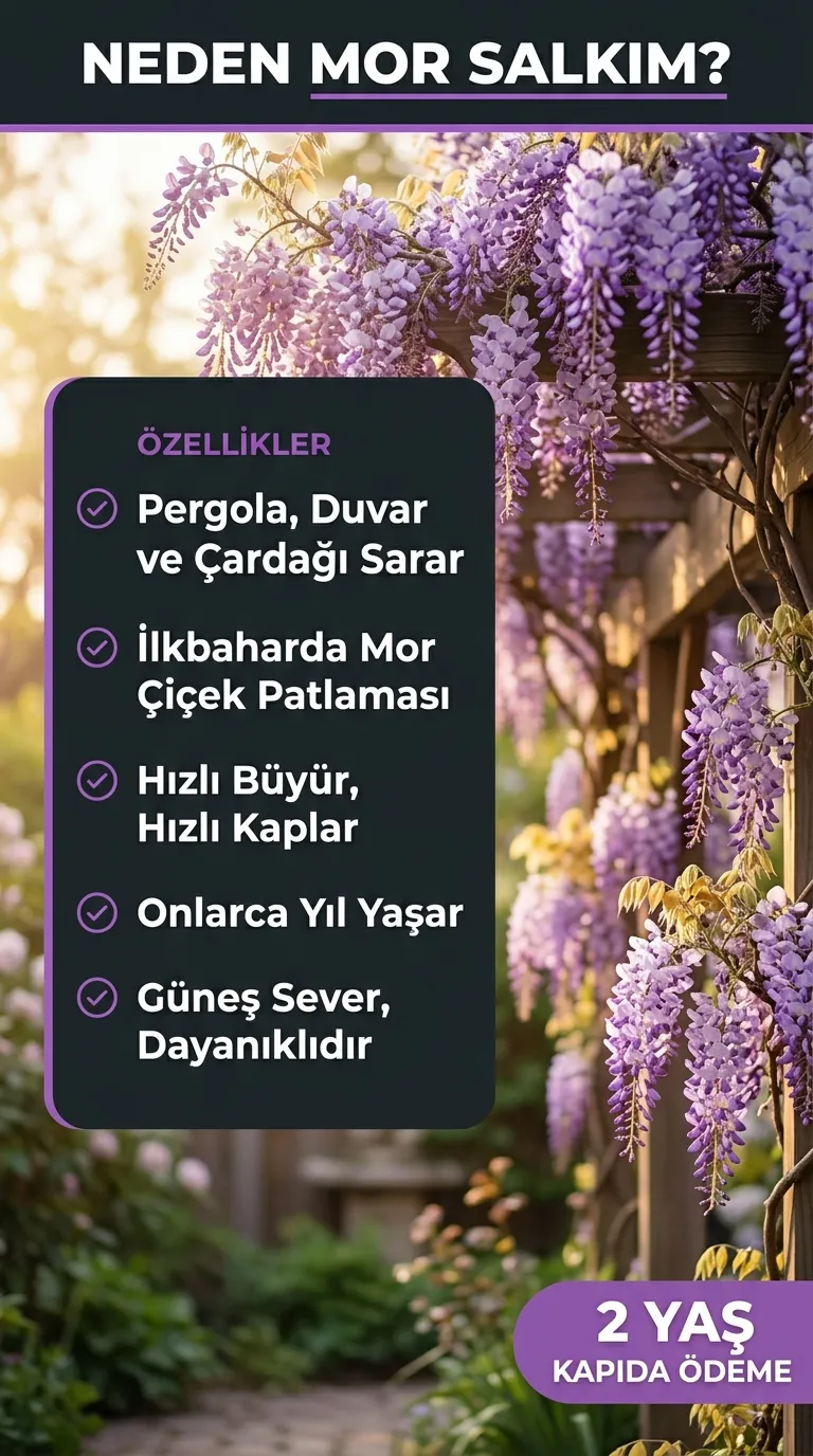 2 Yaş Mor Salkım Fidanı  - Görsel 6