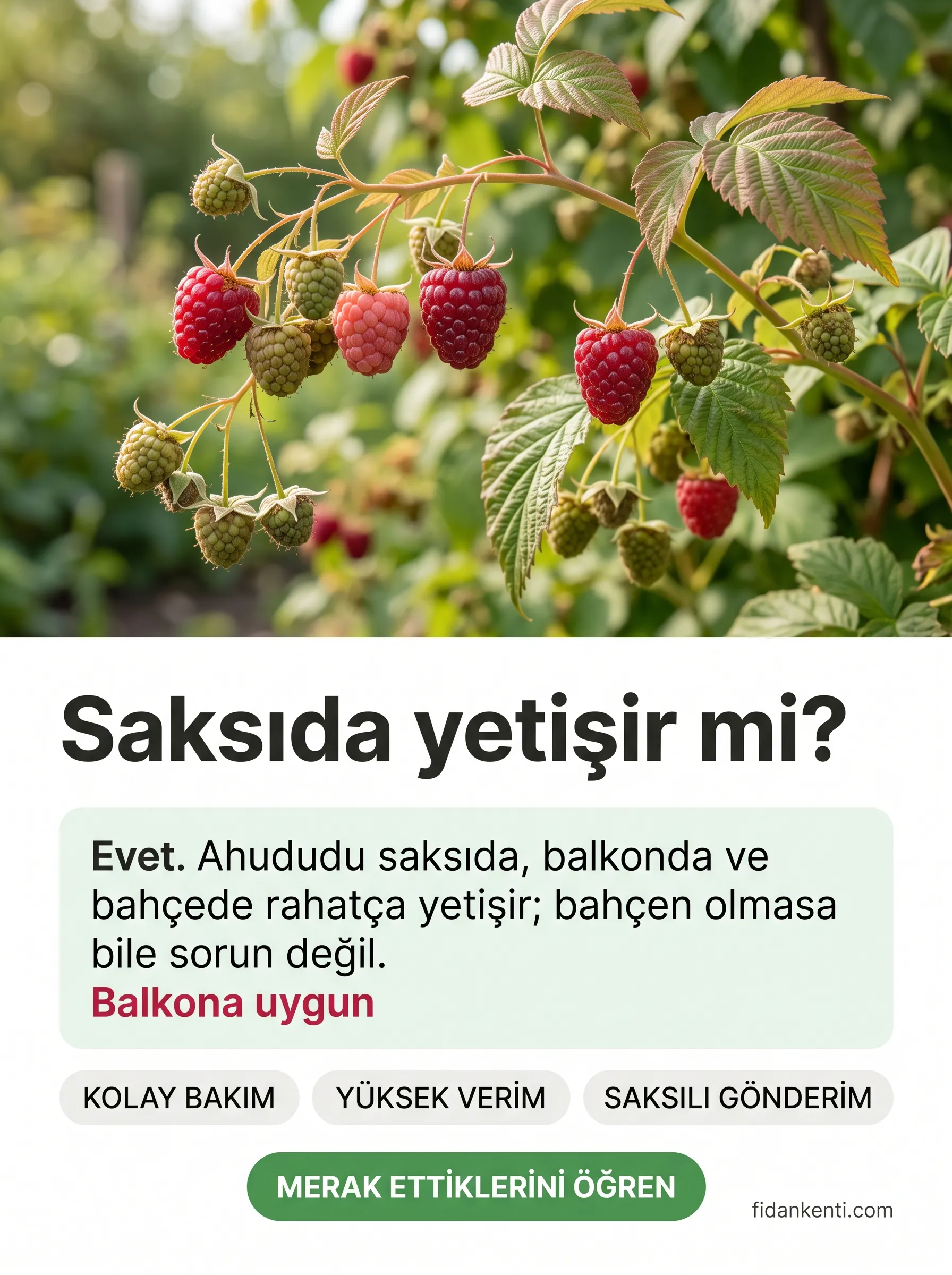 Ahududu (Frambuaz) Fidanı - Görsel 3