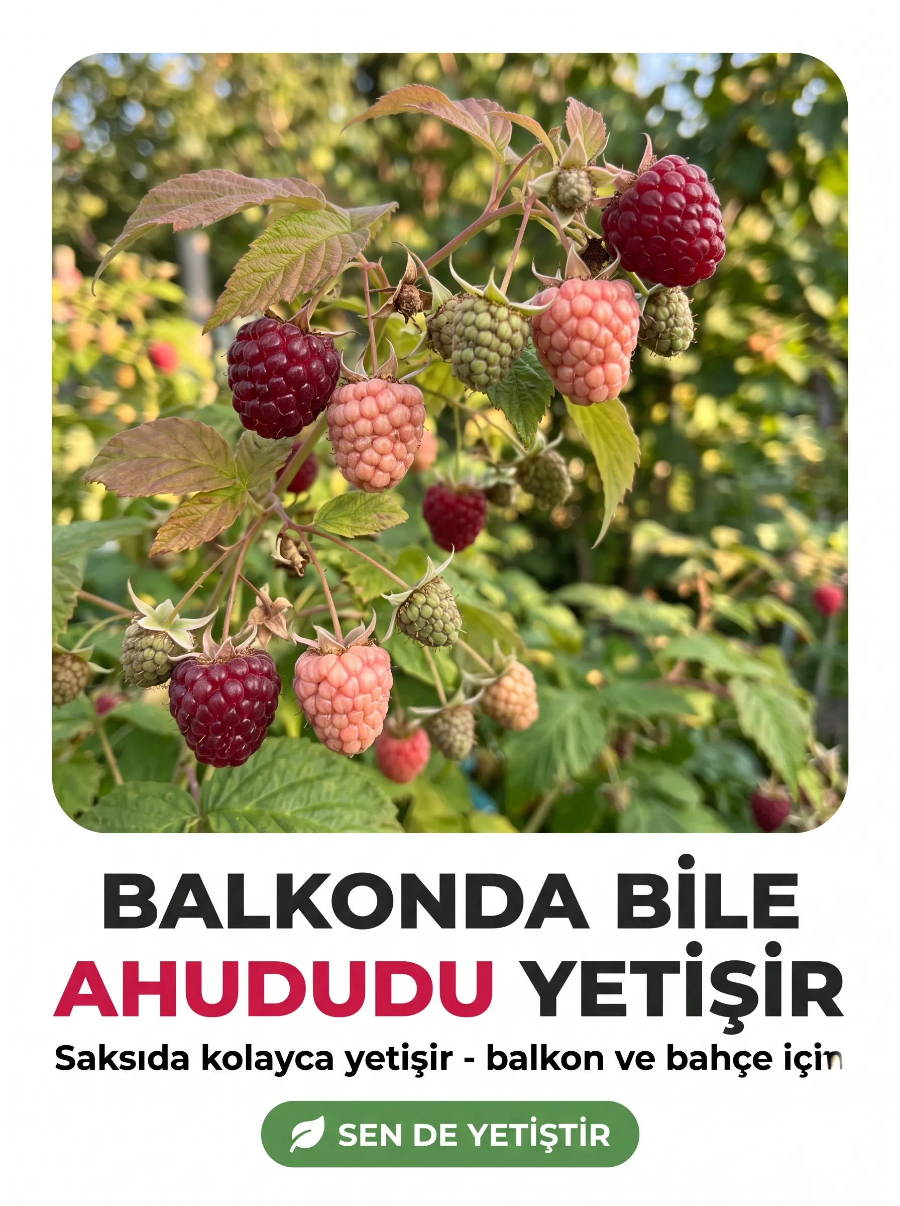 Ahududu (Frambuaz) Fidanı - Görsel 5