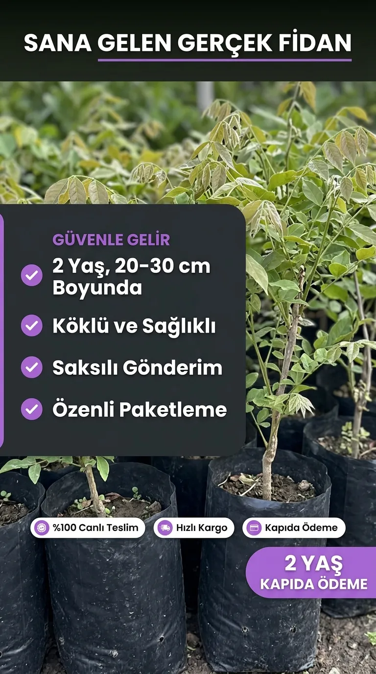 2 Yaş Mor Salkım Fidanı  - Görsel 3