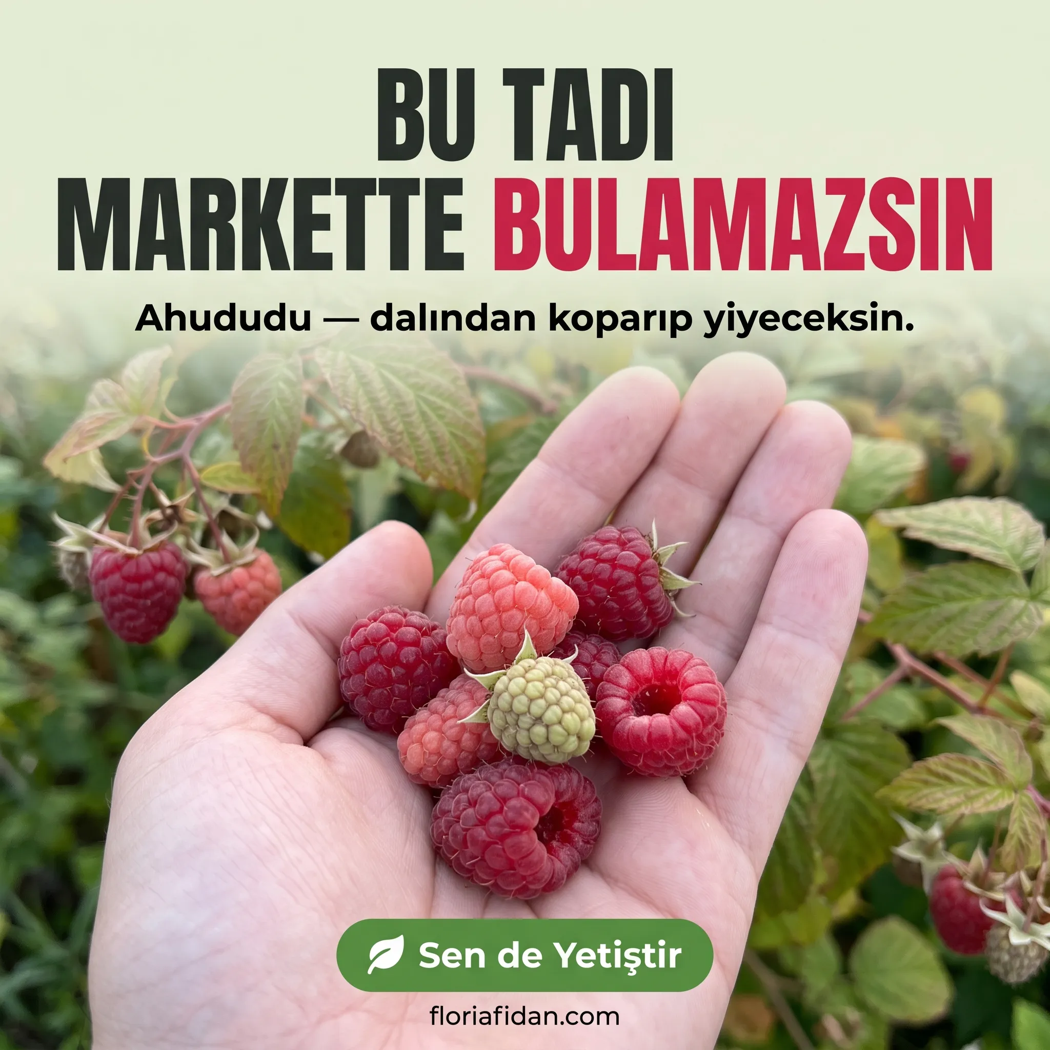 Ahududu (Frambuaz) Fidanı - Görsel 5