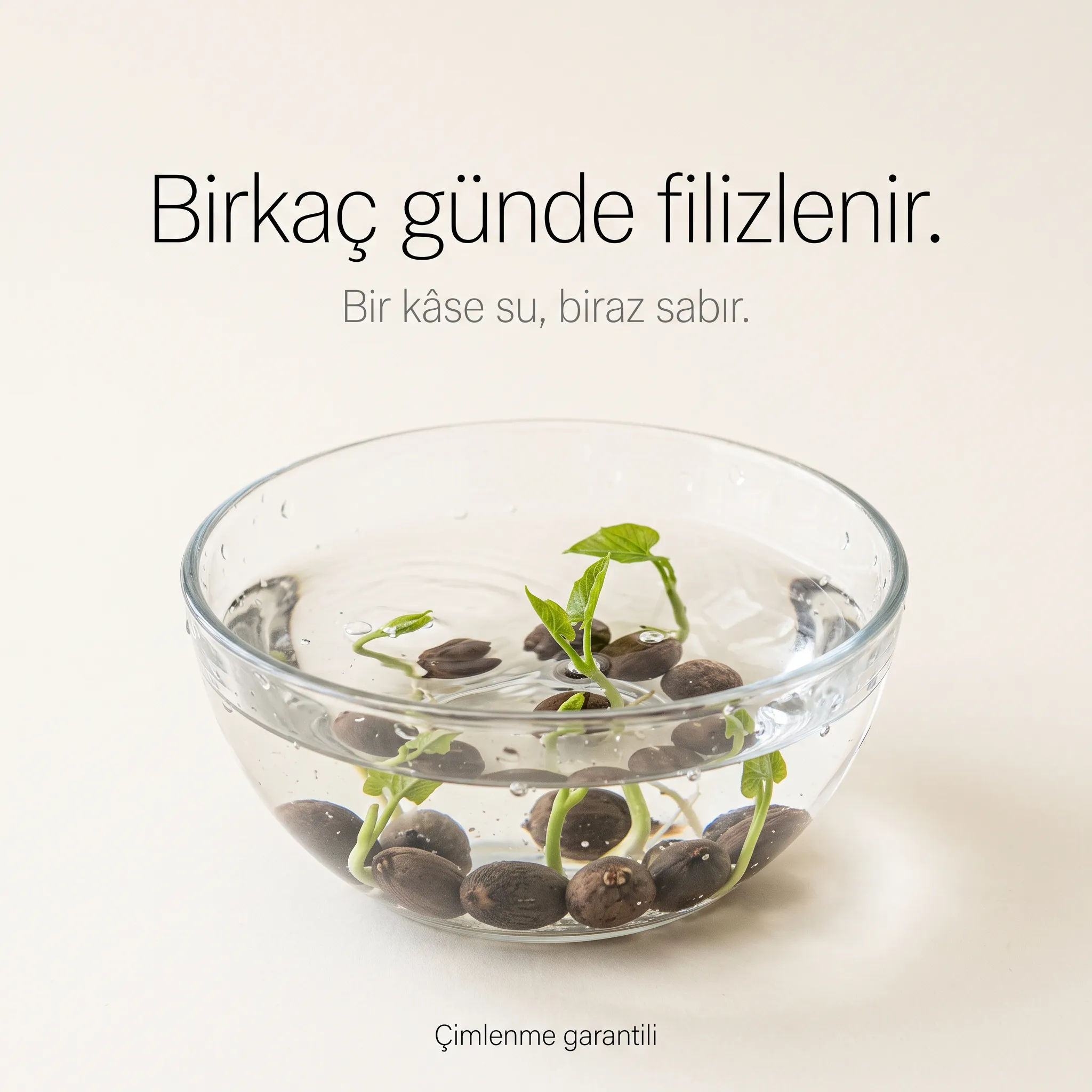 Lotus Yetiştirme Paketi - Görsel 7