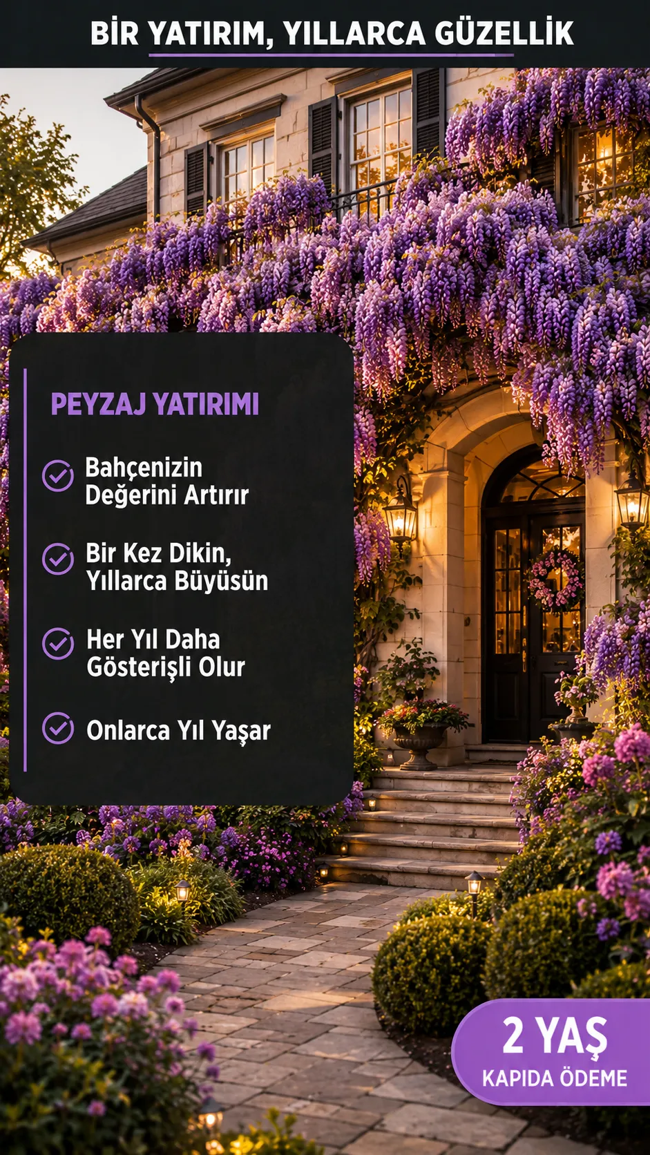 2 Yaş Mor Salkım Fidanı  - Görsel 5