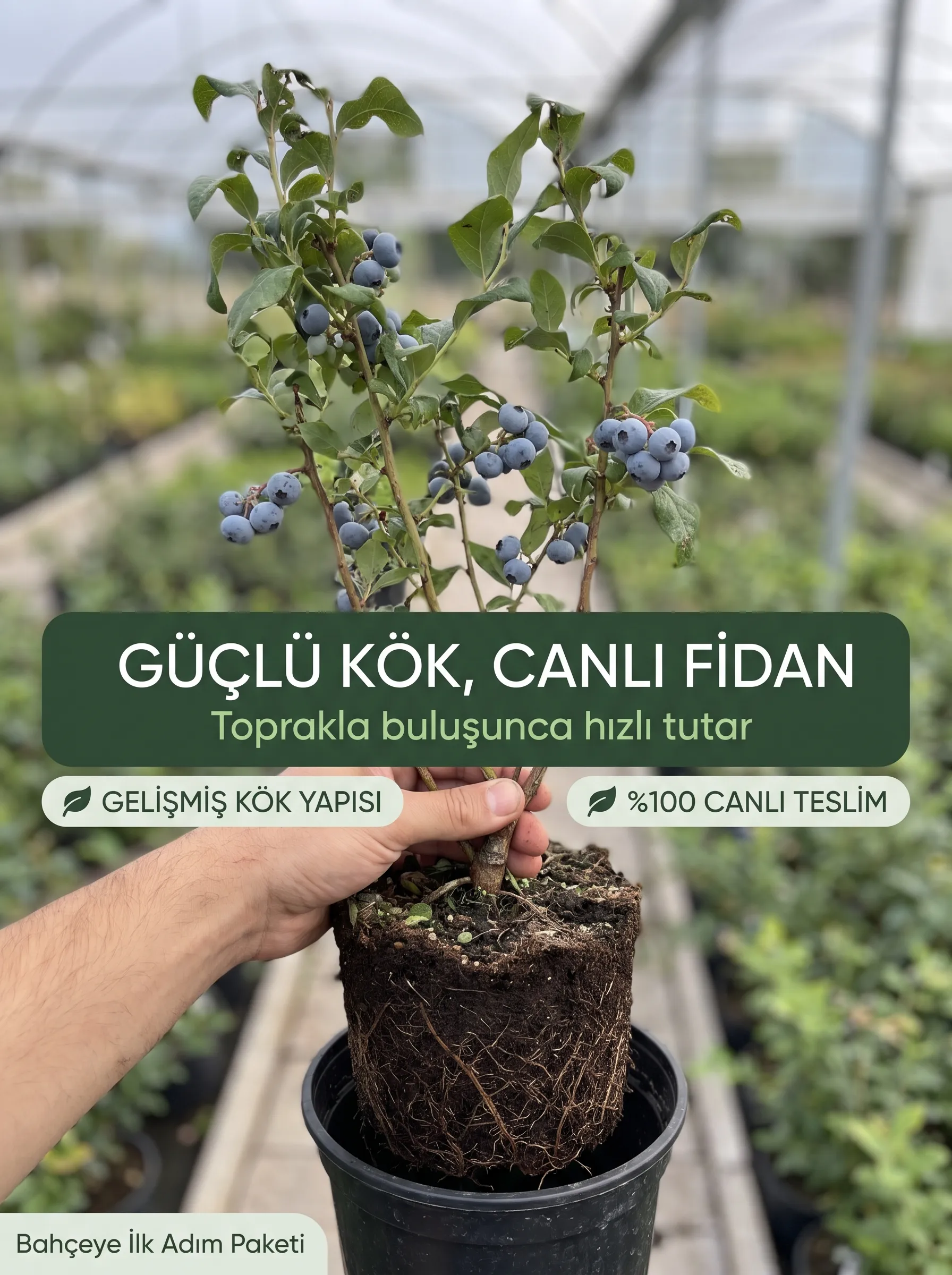 3'lü Bahçeye İlk Adım Paketi (9 adet fidan )  - Görsel 3