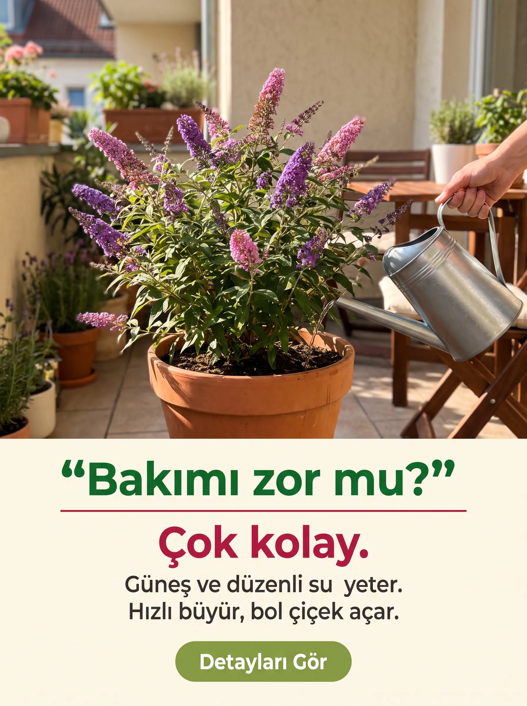 KELEBEK ÇALISI ÇİÇEĞİ - Görsel 5