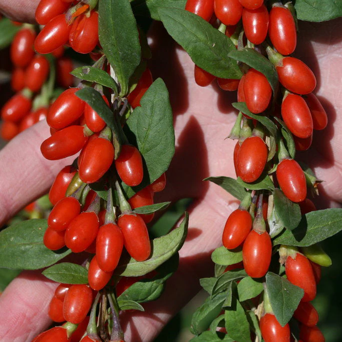 2 Yaş Gojiberry Fidanı