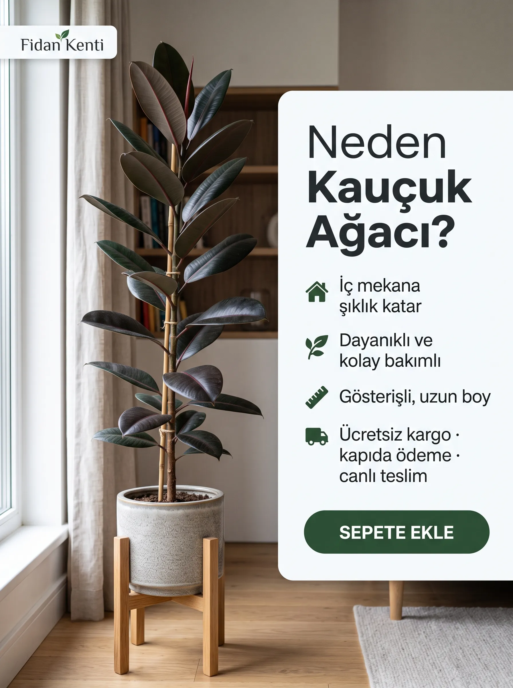 Zarafet Göstergesi Kauçuk Ağacı  - Görsel 5