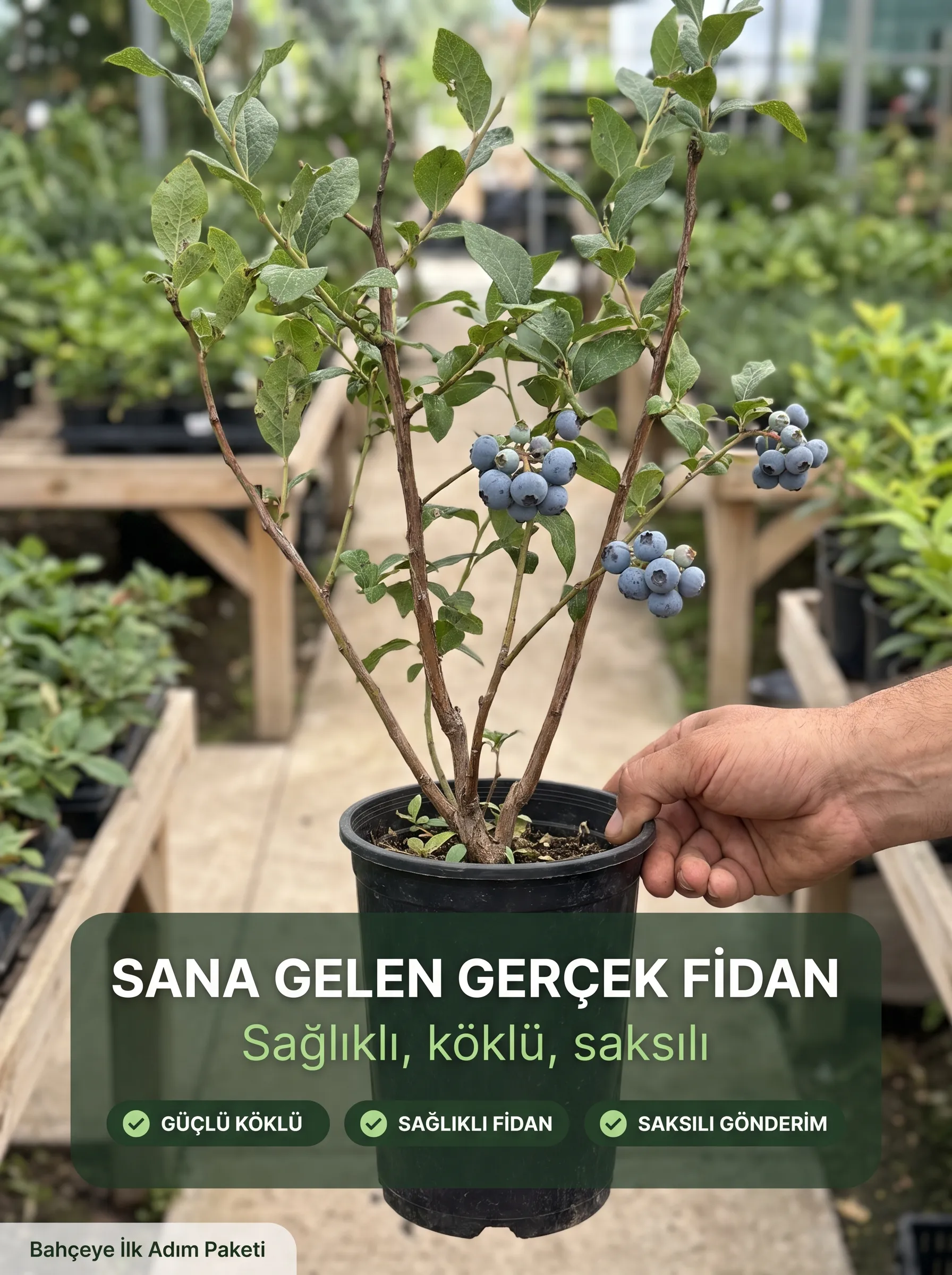3'lü Bahçeye İlk Adım Paketi (9 adet fidan )  - Görsel 2