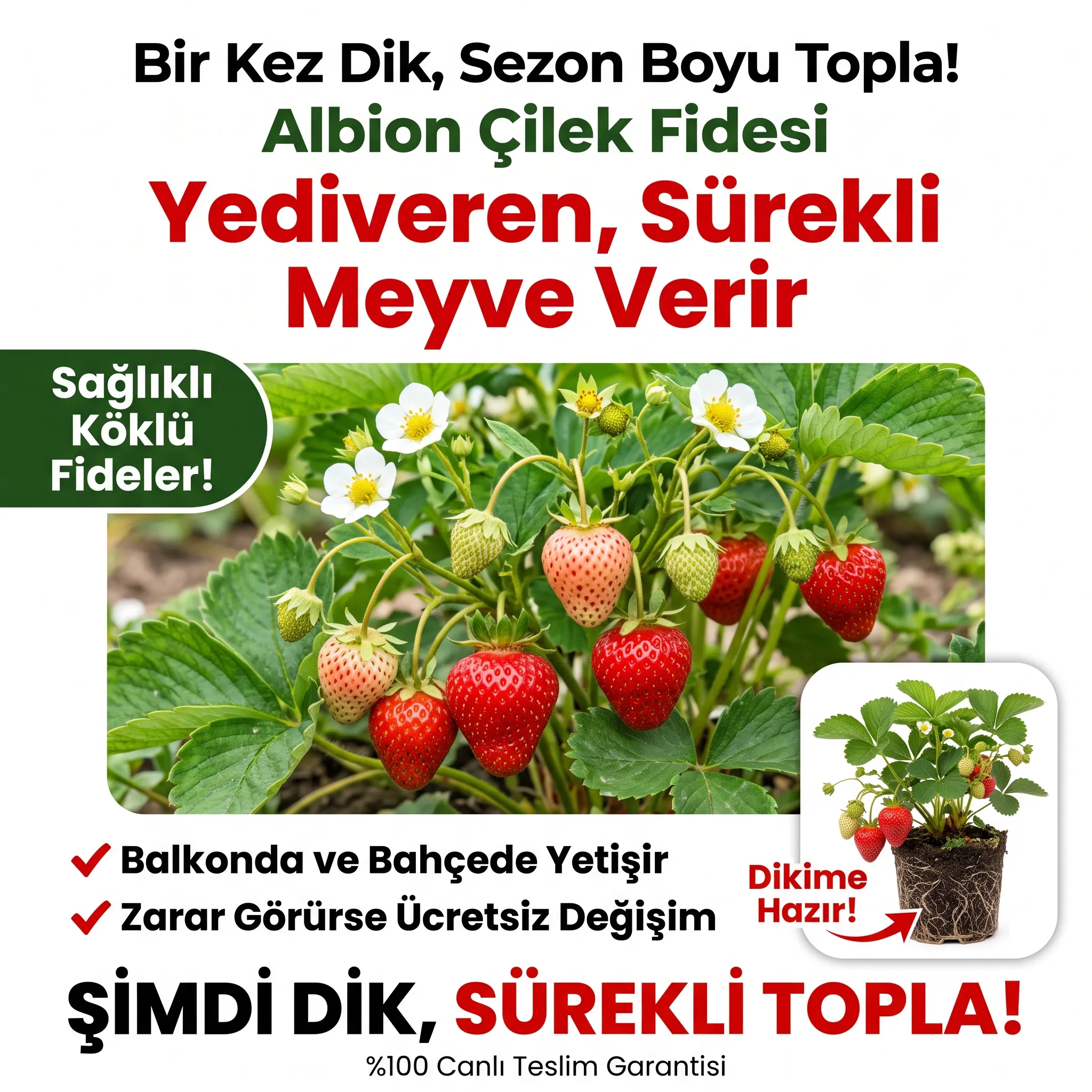 ALBİON YEDİVEREN ÇİLEK FİDESİ  - Görsel 4