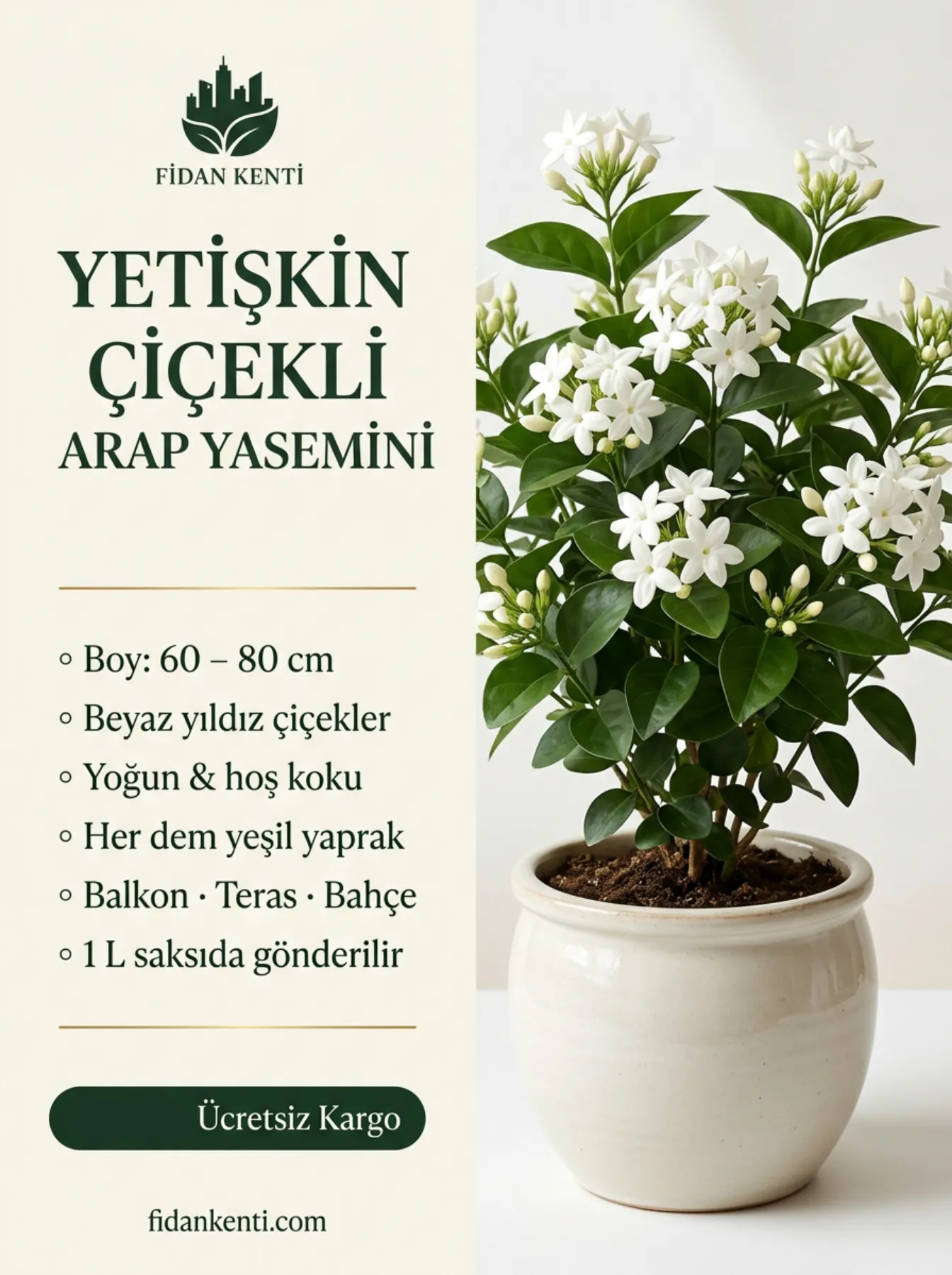 Arap Yasemini Fidanı  - Görsel 8