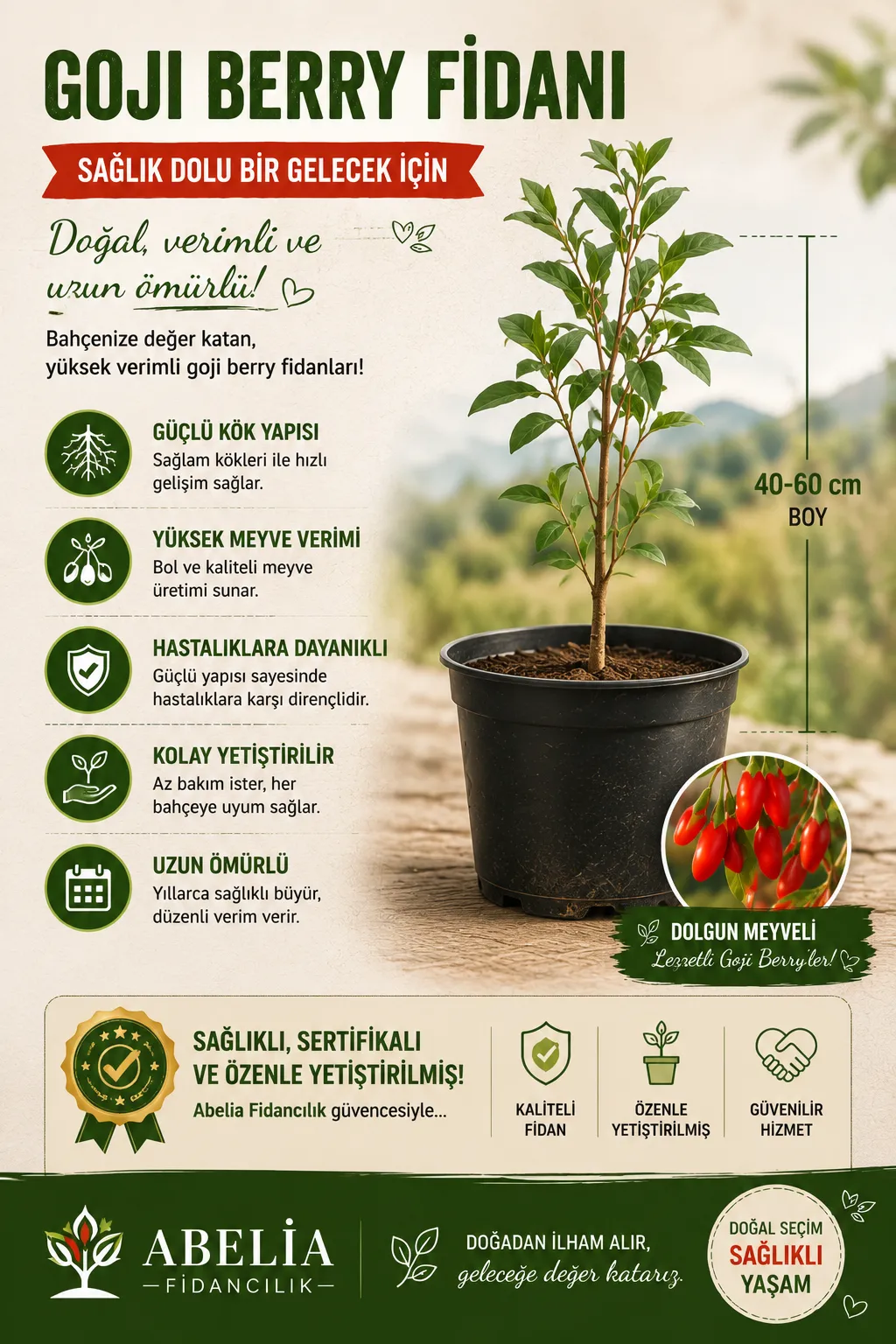  Kırmızı Kurt Üzümü Fidanı - Red Gojiberry - Görsel 6