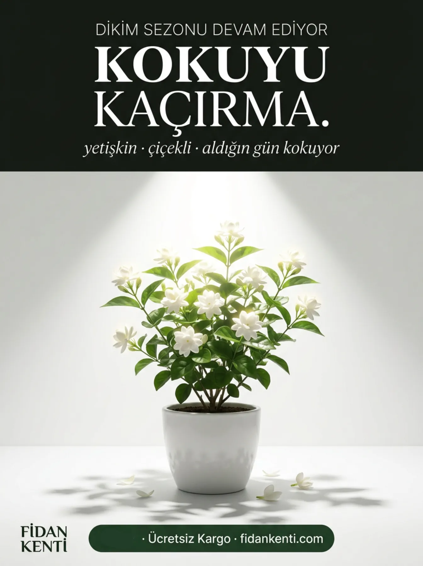 Arap Yasemini Fidanı  - Görsel 2