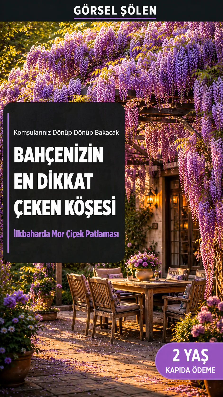 2 Yaş Mor Salkım Fidanı  - Görsel 1