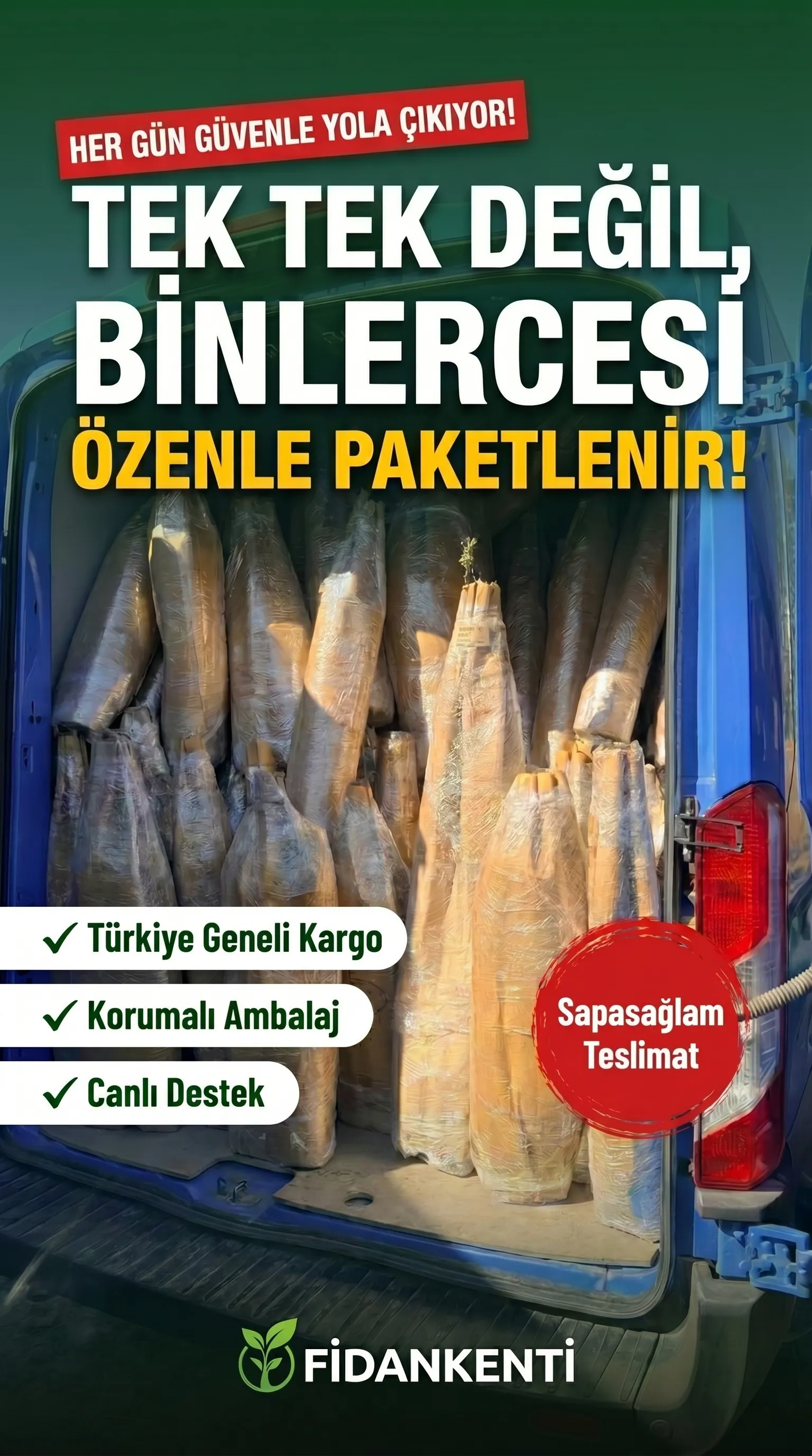 3 YAŞ YABAN MERSİNİ FİDANI - Görsel 7