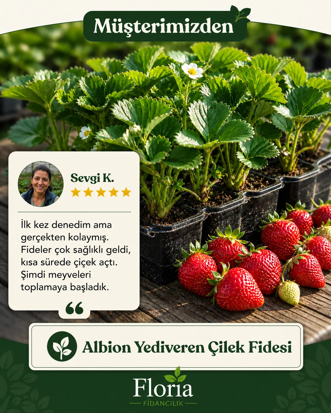 ALBİON YEDİVEREN ÇİLEK FİDESİ  - Görsel 9