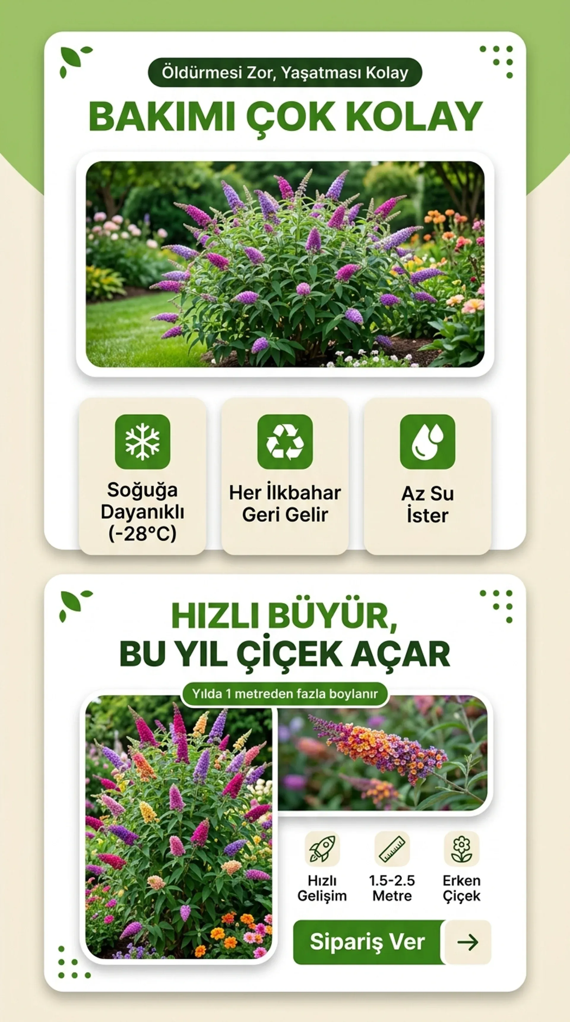 Kelebek Çalısı Seti - Görsel 3