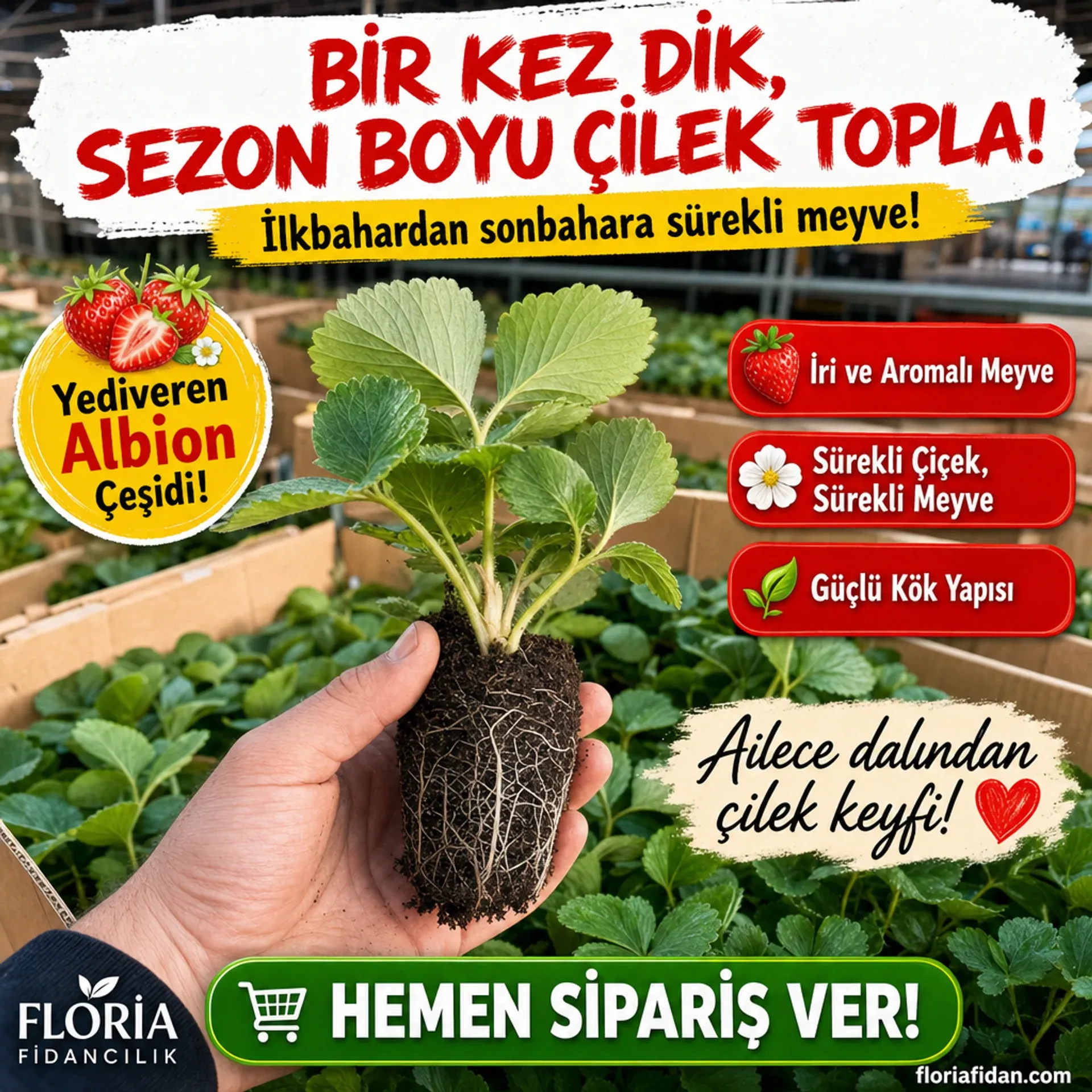 ALBİON YEDİVEREN ÇİLEK FİDESİ  - Görsel 8