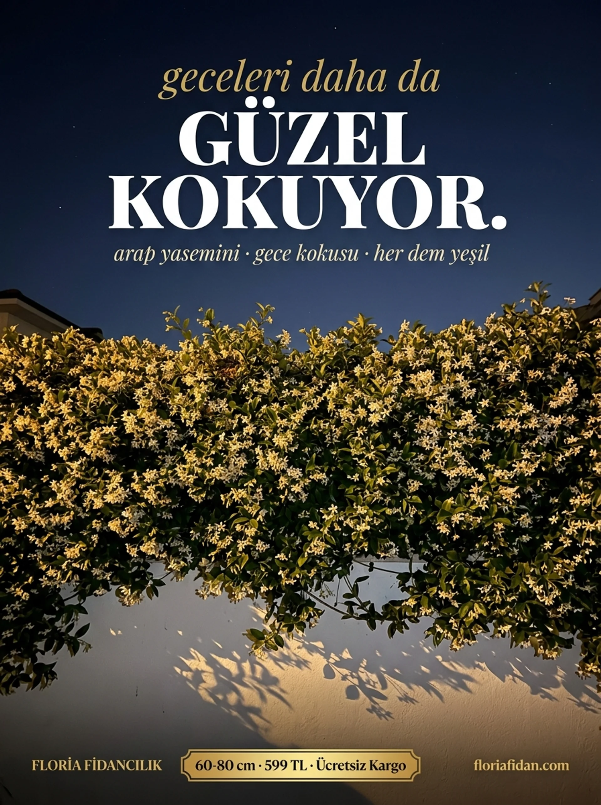 Yetişkin Çiçekli Arap Yasemini Kampanyası - Görsel 2