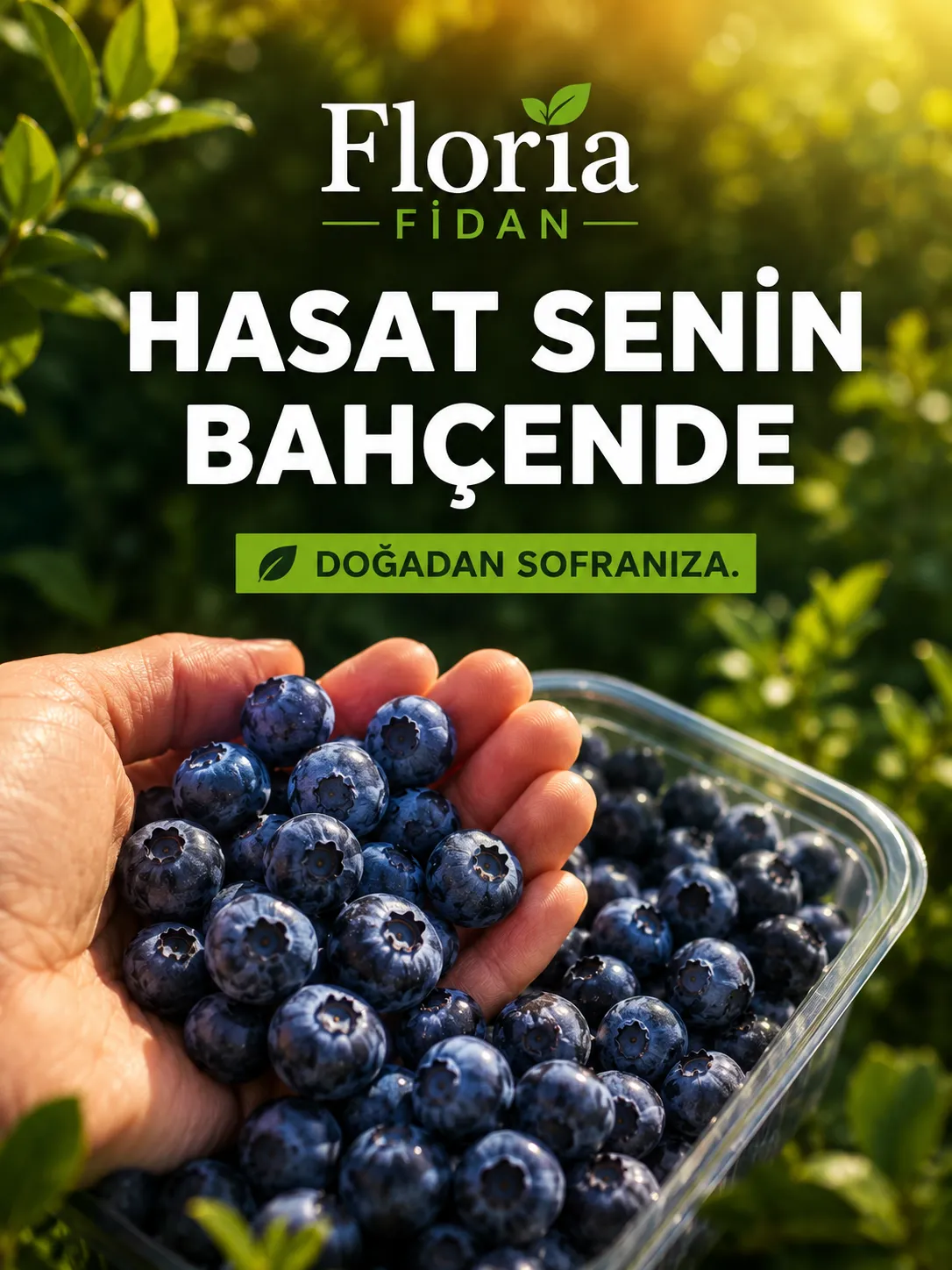 Yaban mersini Kampanyası  - Görsel 3