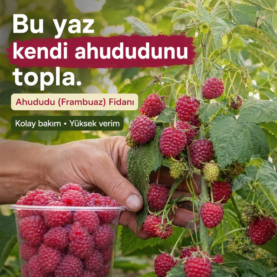 Ahududu (Frambuaz) Fidanı - Görsel 2