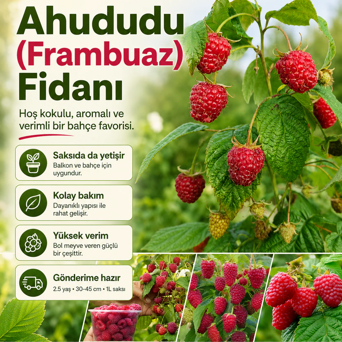 Ahududu (Frambuaz) Fidanı - Görsel 7