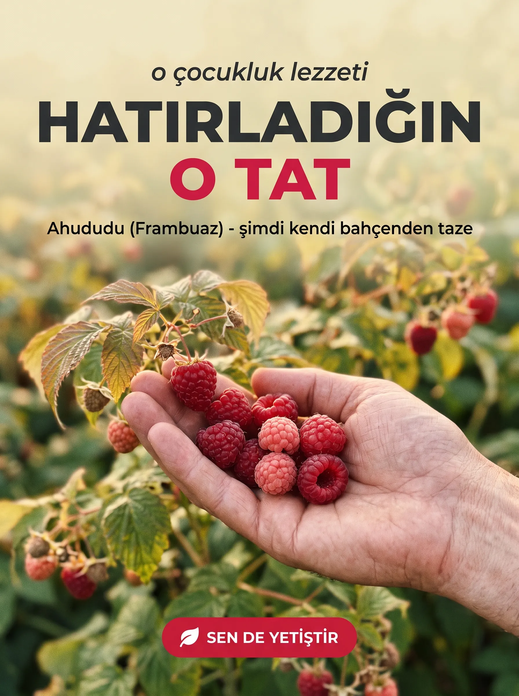Ahududu (Frambuaz) Fidanı - Görsel 4