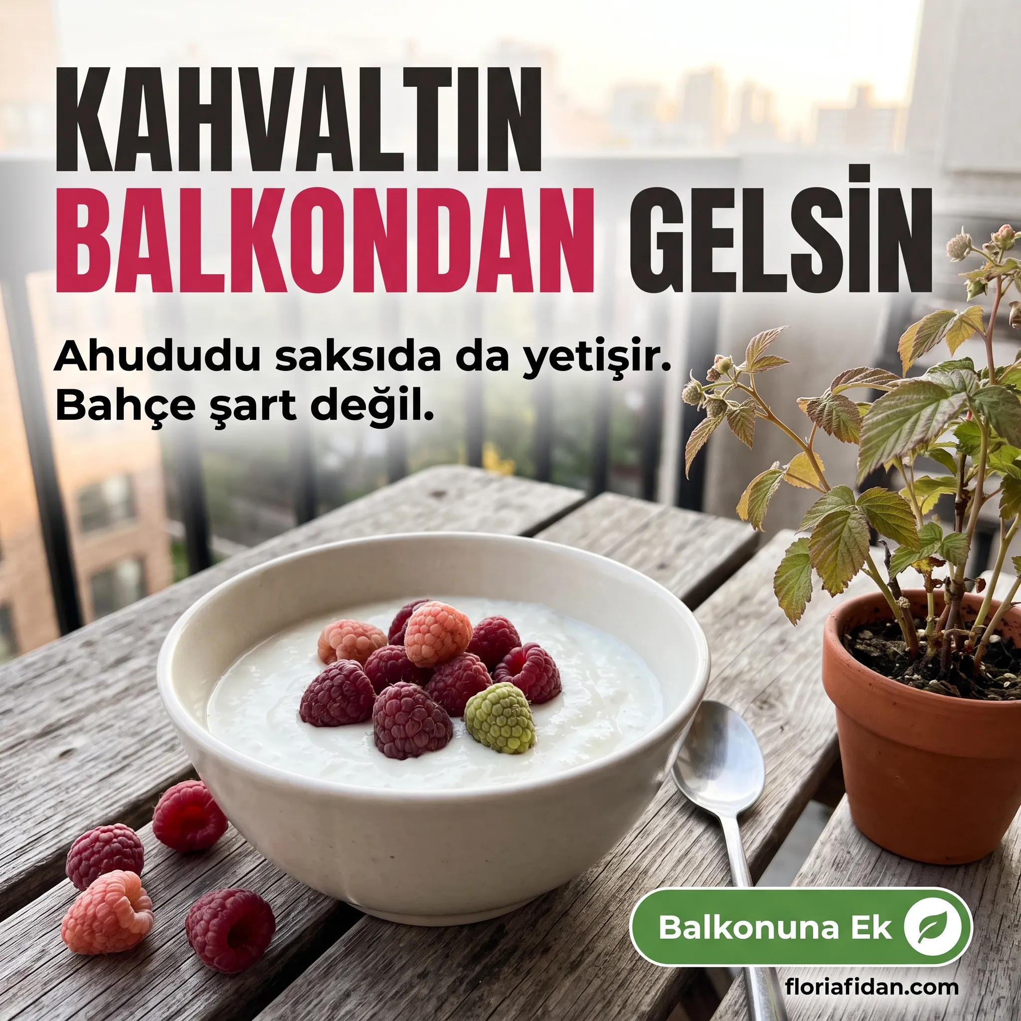 Ahududu (Frambuaz) Fidanı - Görsel 3