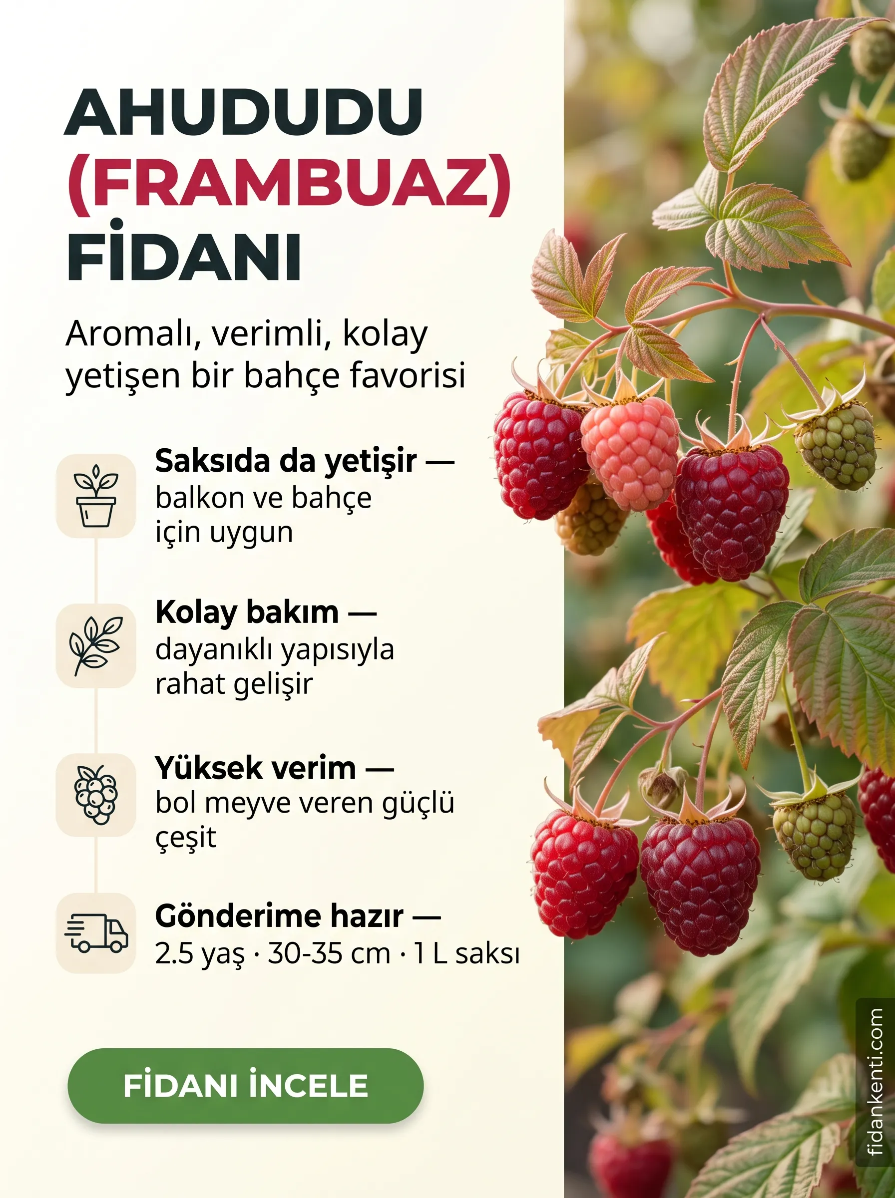 Ahududu (Frambuaz) Fidanı - Görsel 1