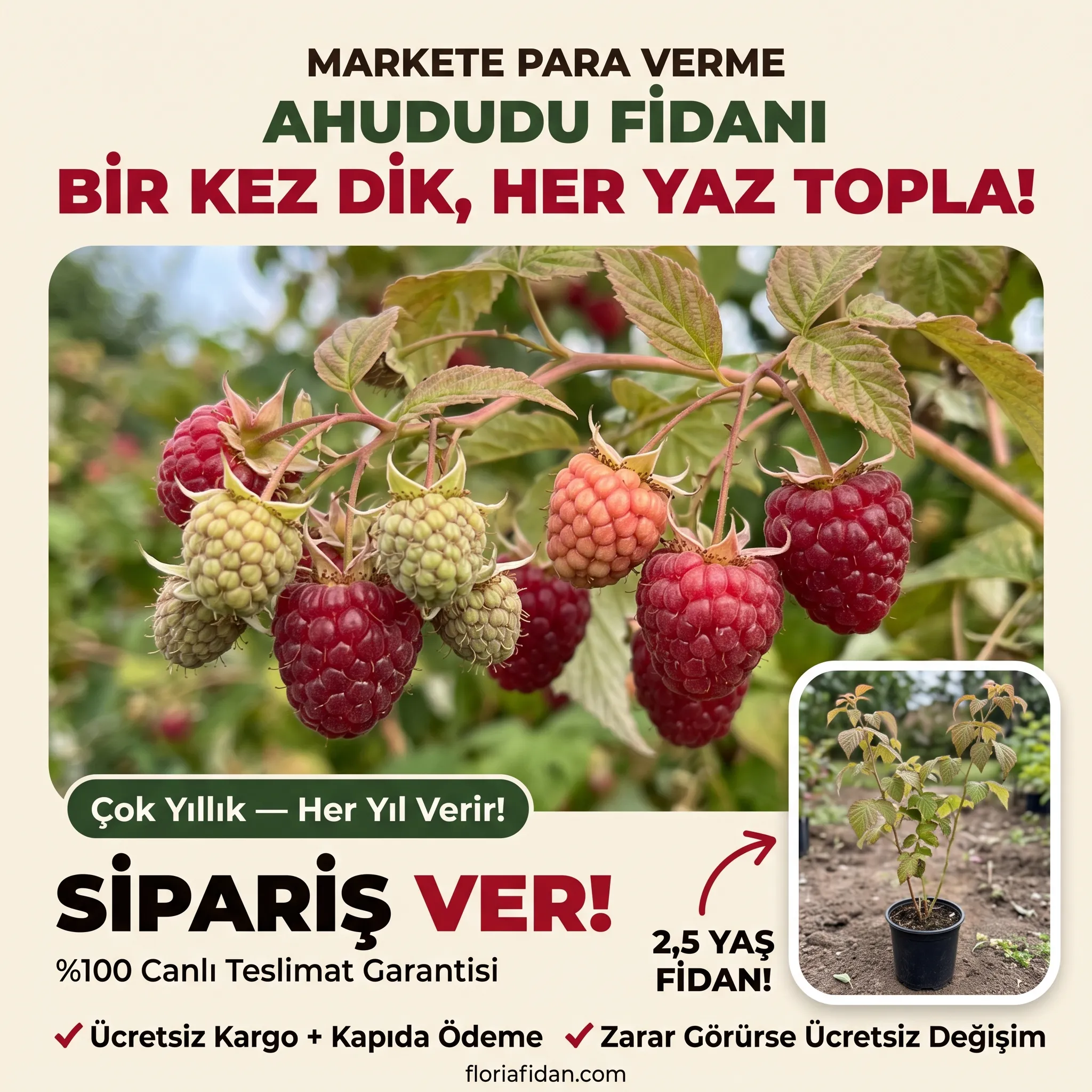 Ahududu (Frambuaz) Fidanı - Görsel 2