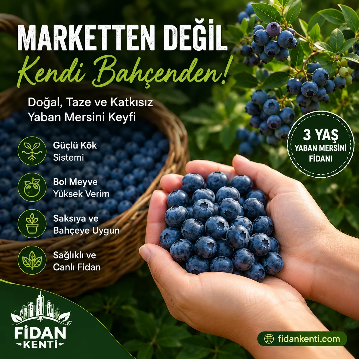 3 YAŞ YABAN MERSİNİ FİDANI - Görsel 4