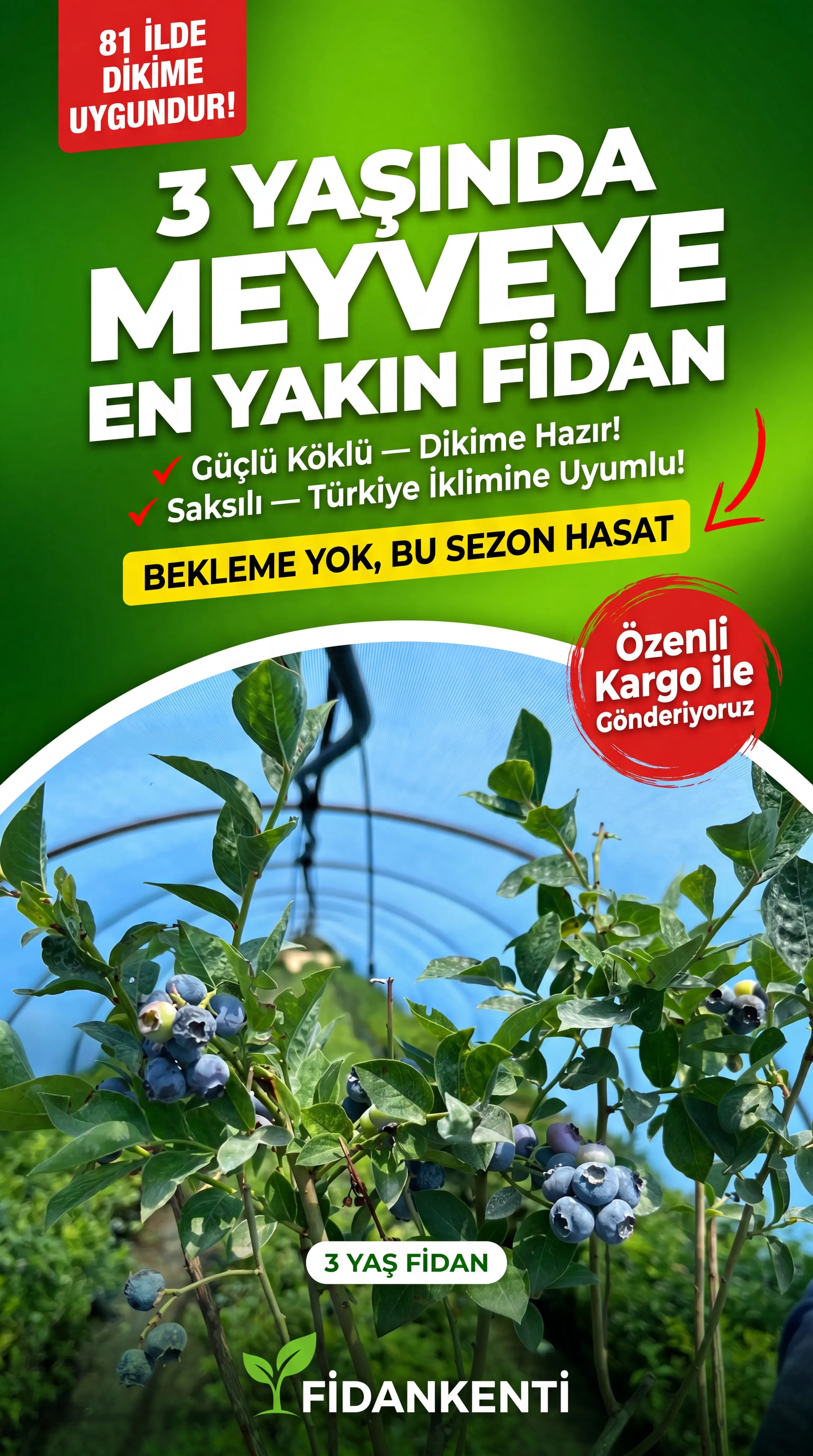 3 YAŞ YABAN MERSİNİ FİDANI - Görsel 2