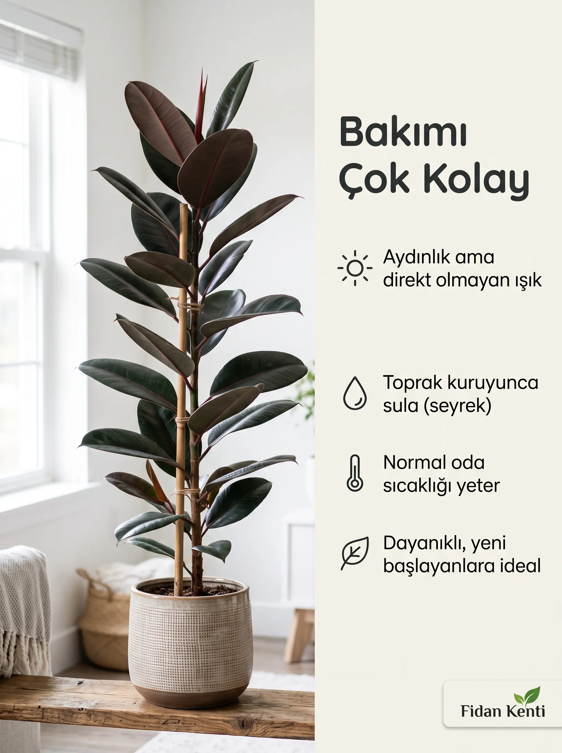 Zarafet Göstergesi Kauçuk Ağacı  - Görsel 4
